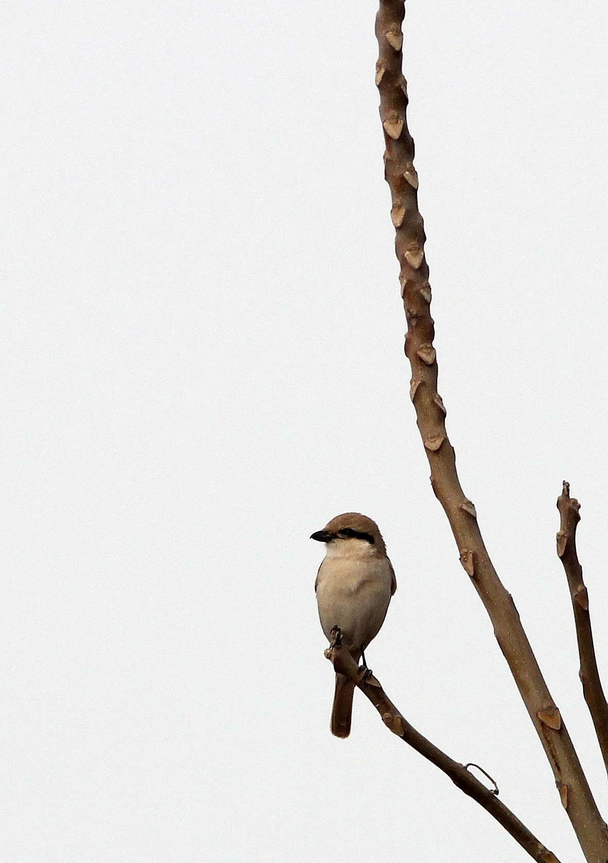 Red-tailed Shrike (Lanius phoenicuroides) Turpan Xinjiang China (4).JPG