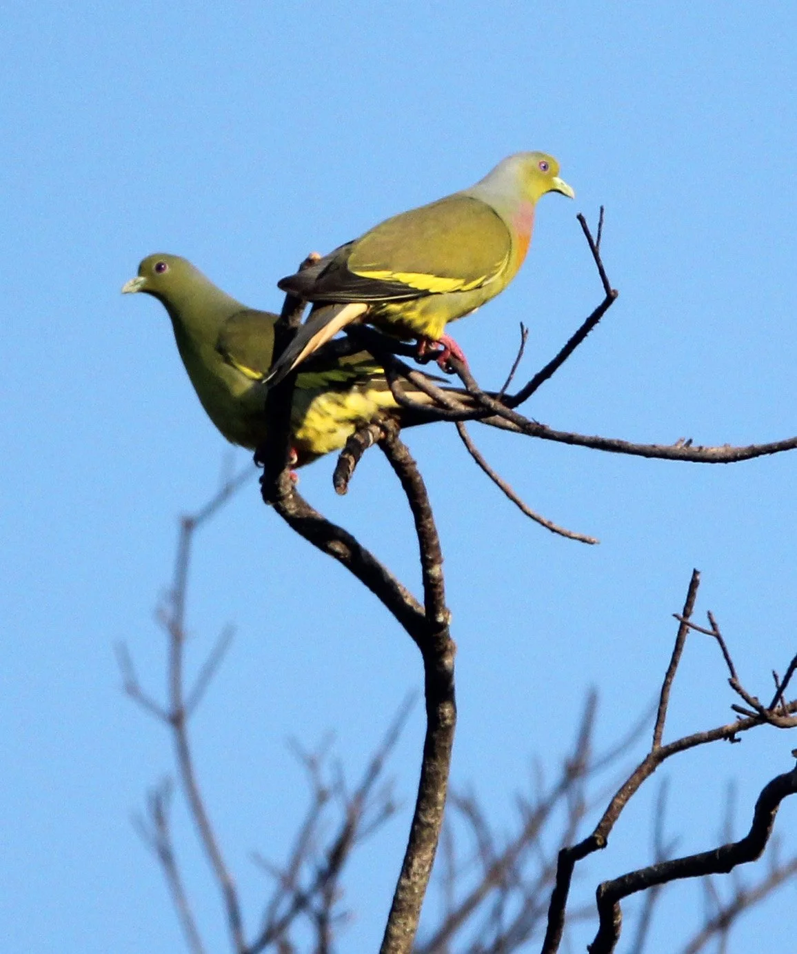 Orange-breasted Green-Pigeon (Treron bicinctus) Udawalawa NP Sri Lanka (8).JPG