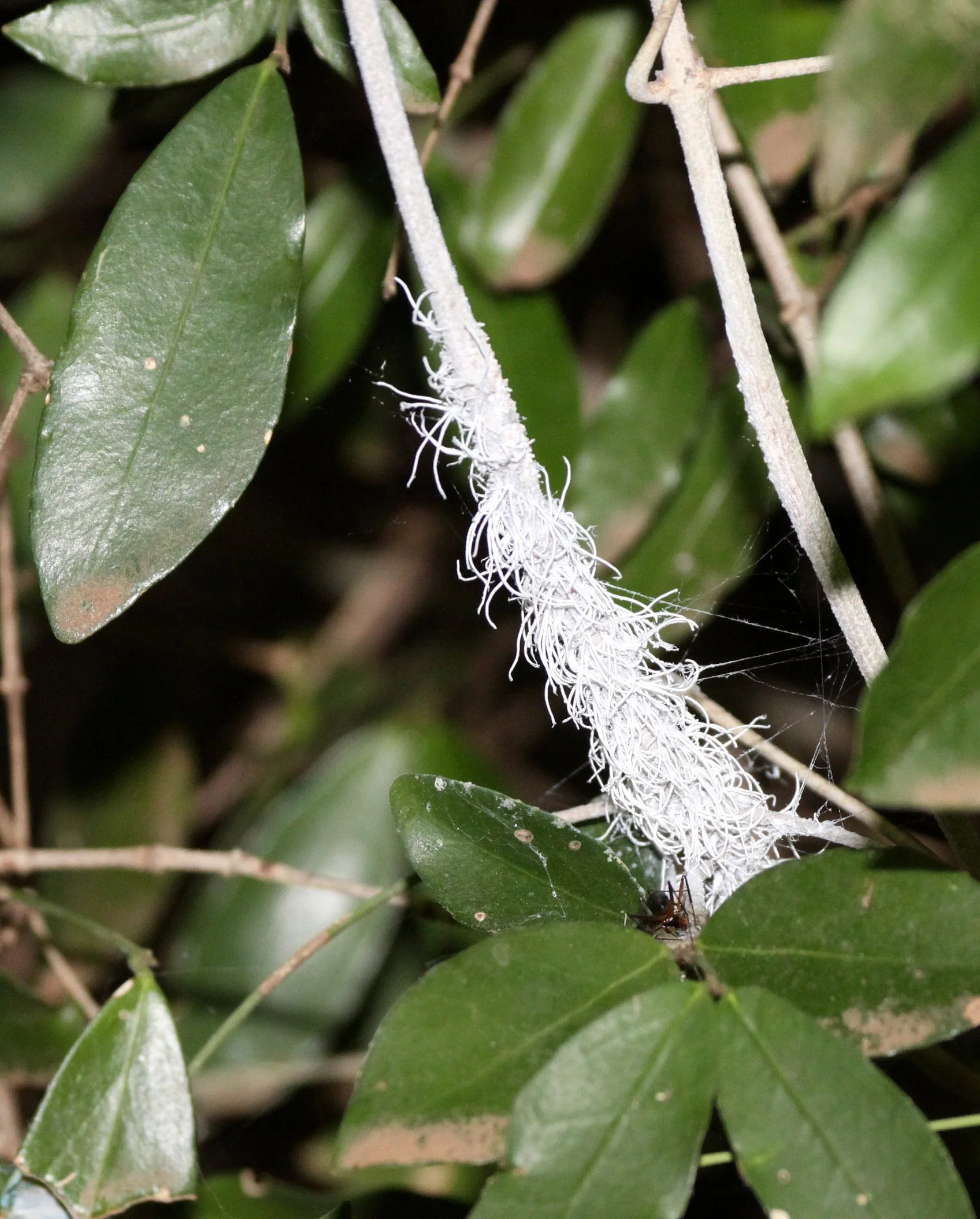 Phromnia sp. - Flatid Nymphs - Berenty Reserve, Madagascar 