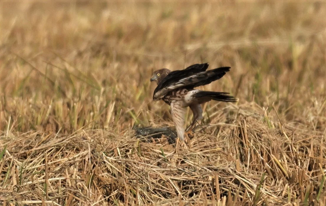 HARRIER - PIED HARRIER - Circus melanoleucos - PATHUM THANI RICE RESEARCH CENTER 11 DEC 2021 (24).jpg