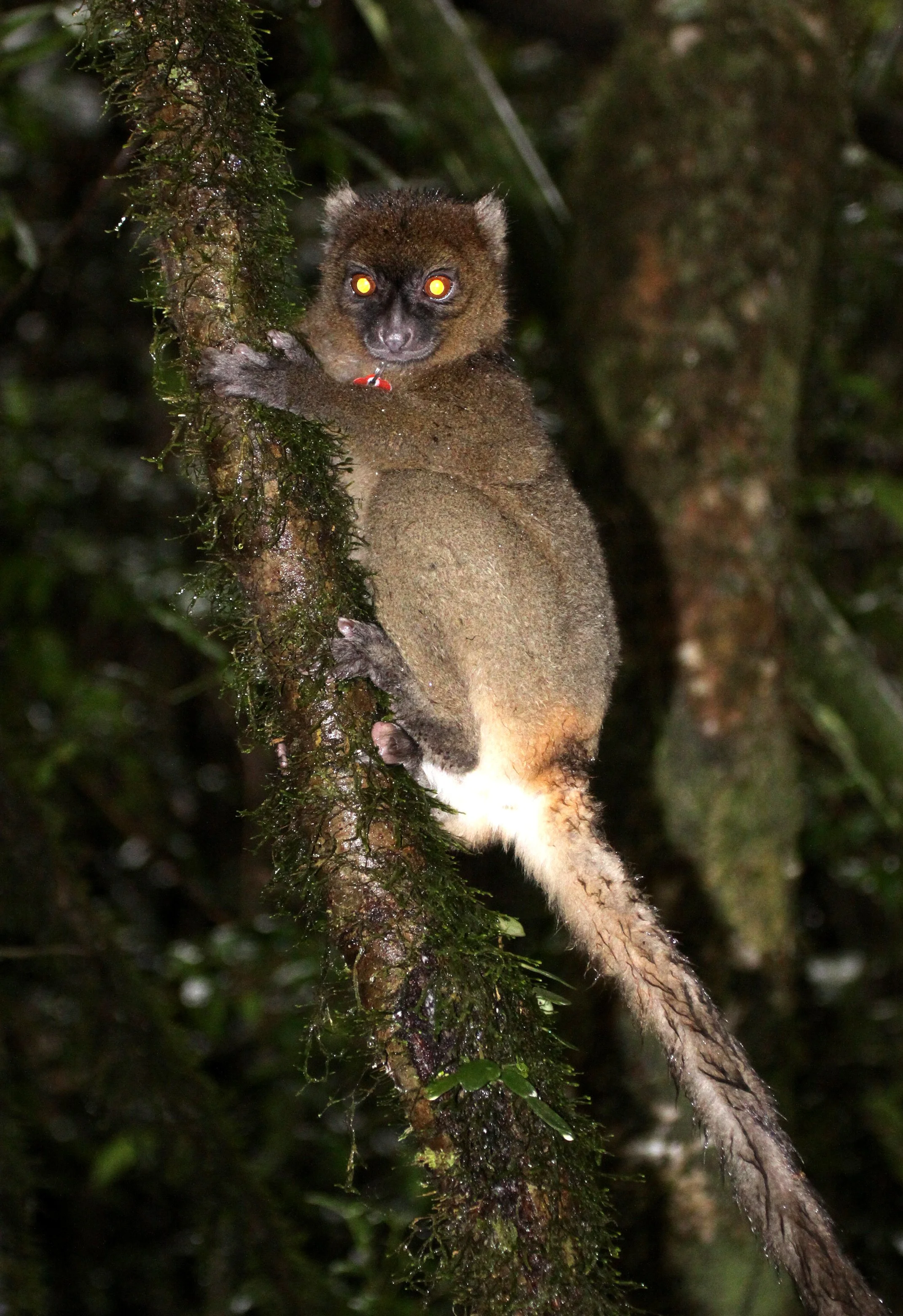 LEMURIDAE - Prolemur simus - GREATER BAMBOO LEMUR - RANOMAFANA NATIONAL PARK MADGASCAR (4).JPG