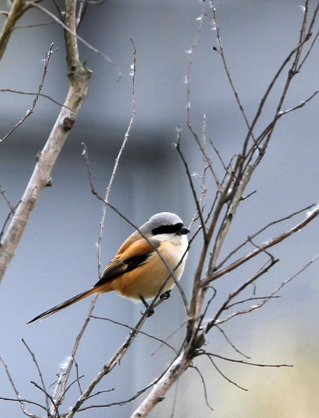 Long-tailed Shrike (Lanius schach) HuaXia Forest Park Shanghai (3).JPG