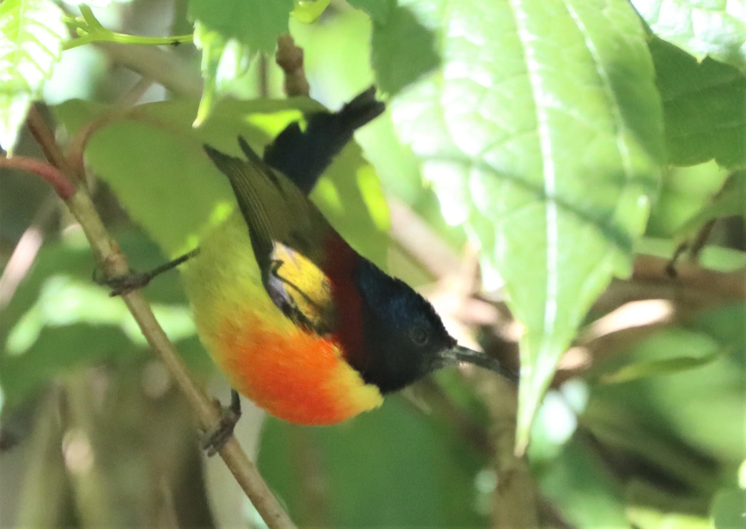 SUNBIRD - DOI INTHANON GREEN-TAILED SUNBIRD - Aethopyga nipalensis angkanensis - DOI INTHANON SUMMIT (17).jpg