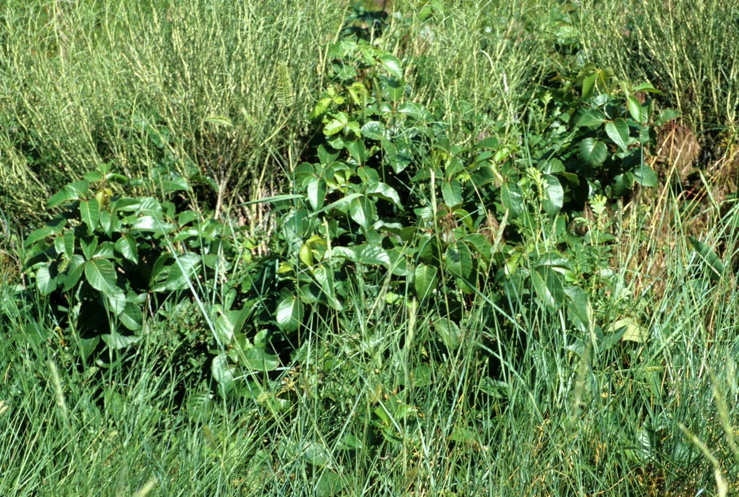 GREAT PLAINS - THEODORE ROOSEVELT NP E.jpg