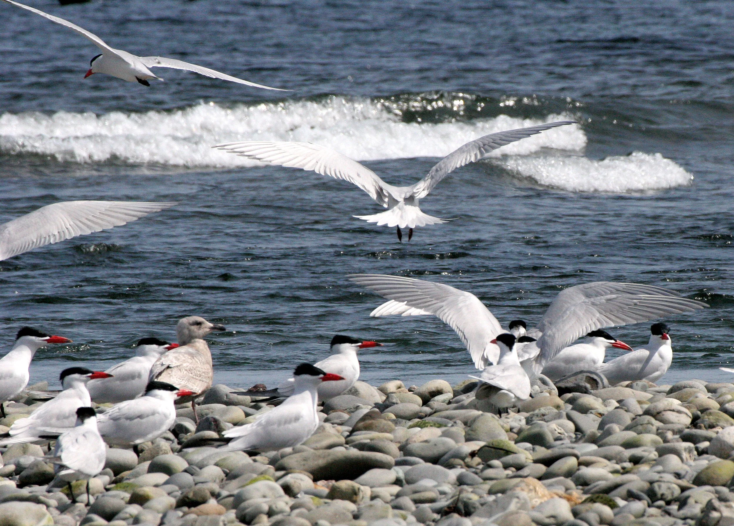 BIRD - TERN - CASPIAN TERNS - ELWHA RIVER MOUTH WA (32).JPG