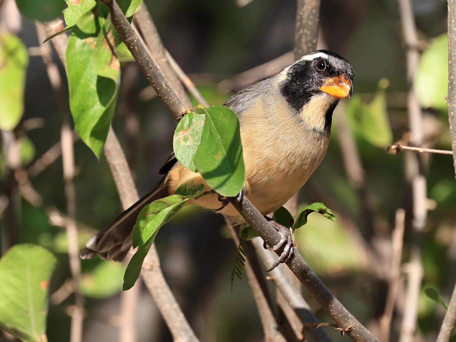 Golden-billed Saltator (Saltator aurantiirostris) Aurora Chaquena Reserve, Neuland Mennonite Colony Paraguay (26).jpg