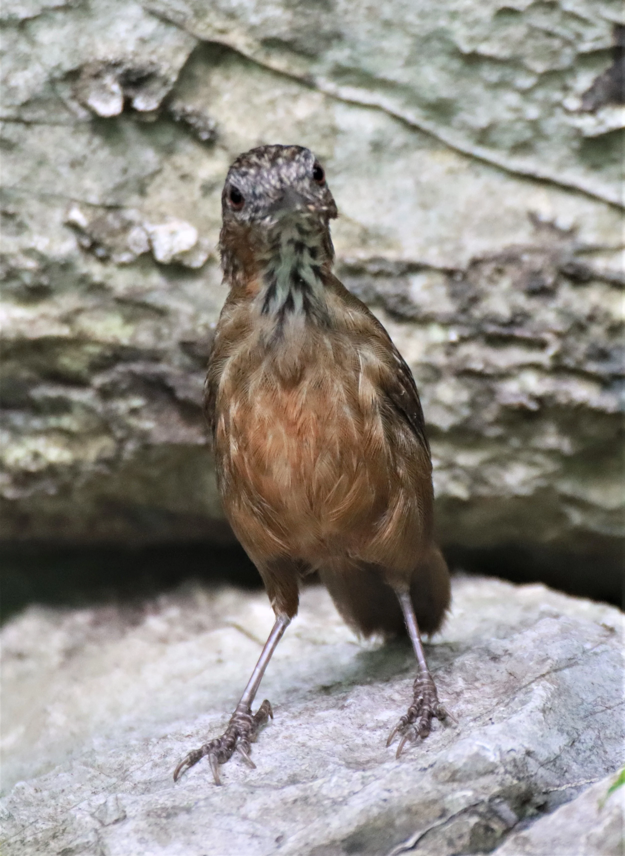 WREN-BABBLER - RUFOUS LIMESTONE WREN-BABBLER - Gypsophila calcicola - KHAO PHRA PHUTTHAPAT NOI SARABURI (3).jpg