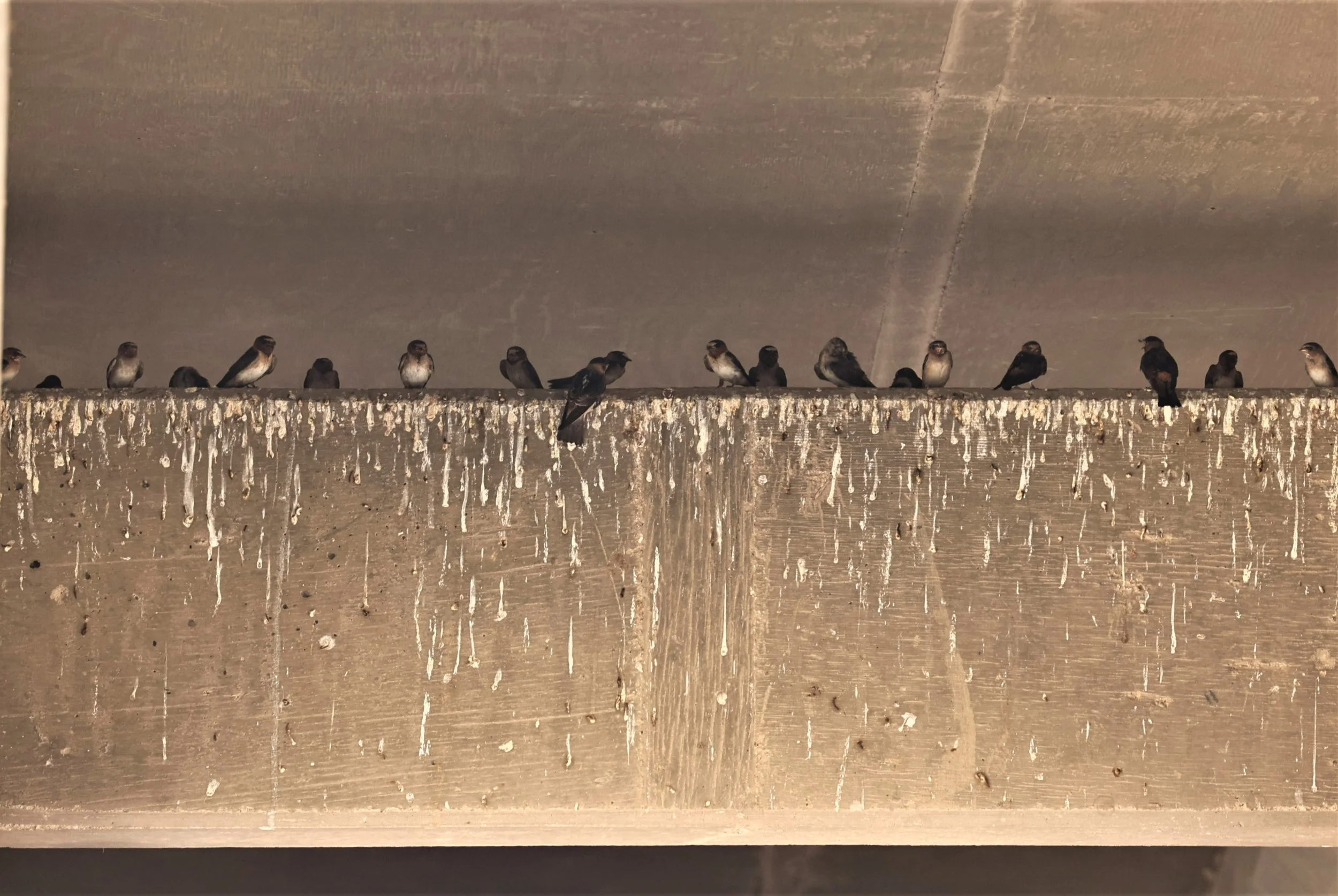 Barn Swallow (Hirundo rustica) Rte 9 near Animas New Mexico.jpg