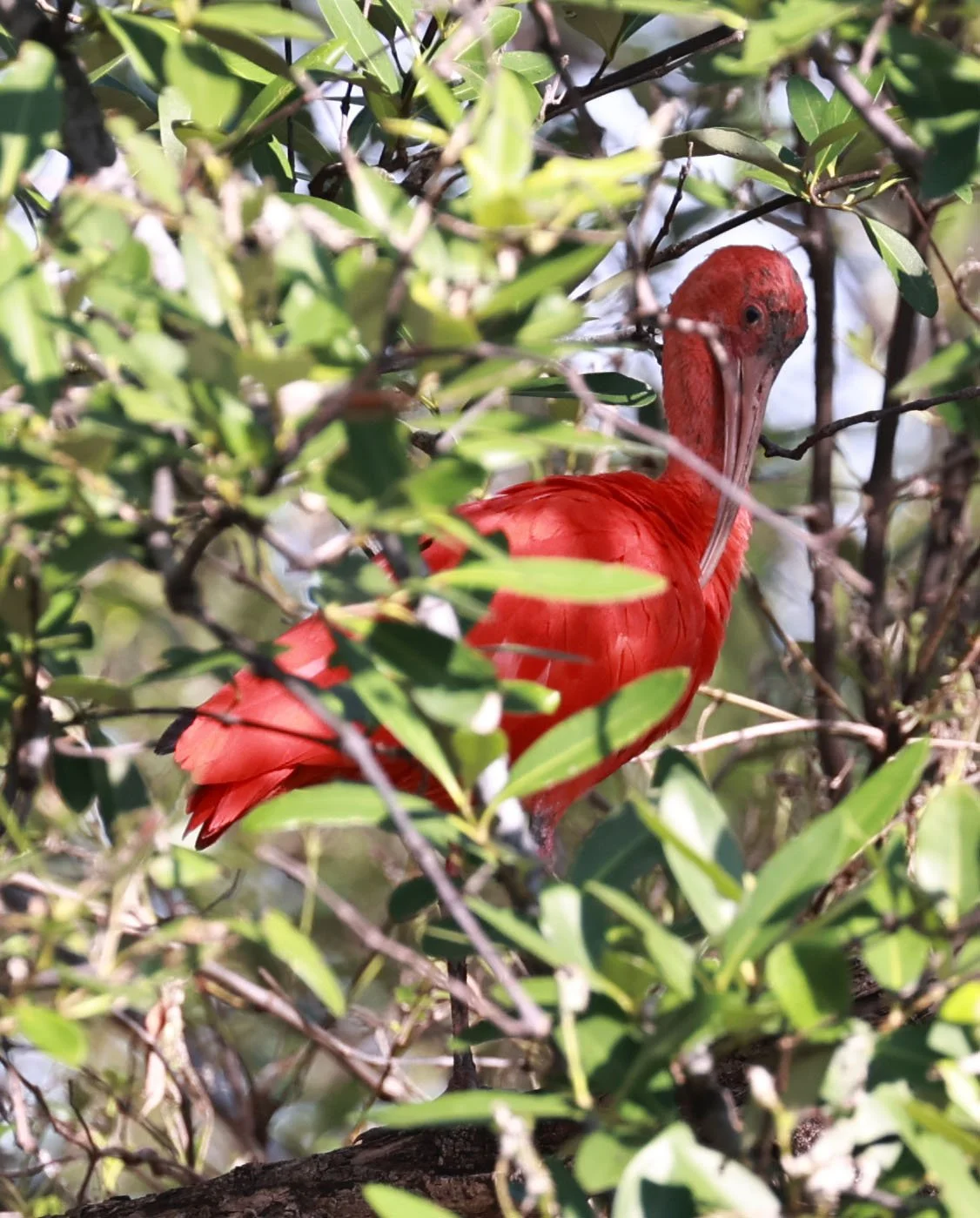 Ibis - Scarlet Ibis - Eudocimus ruber - 29 Songkaow Cafe, Chachoengsao Thailand (13).jpg
