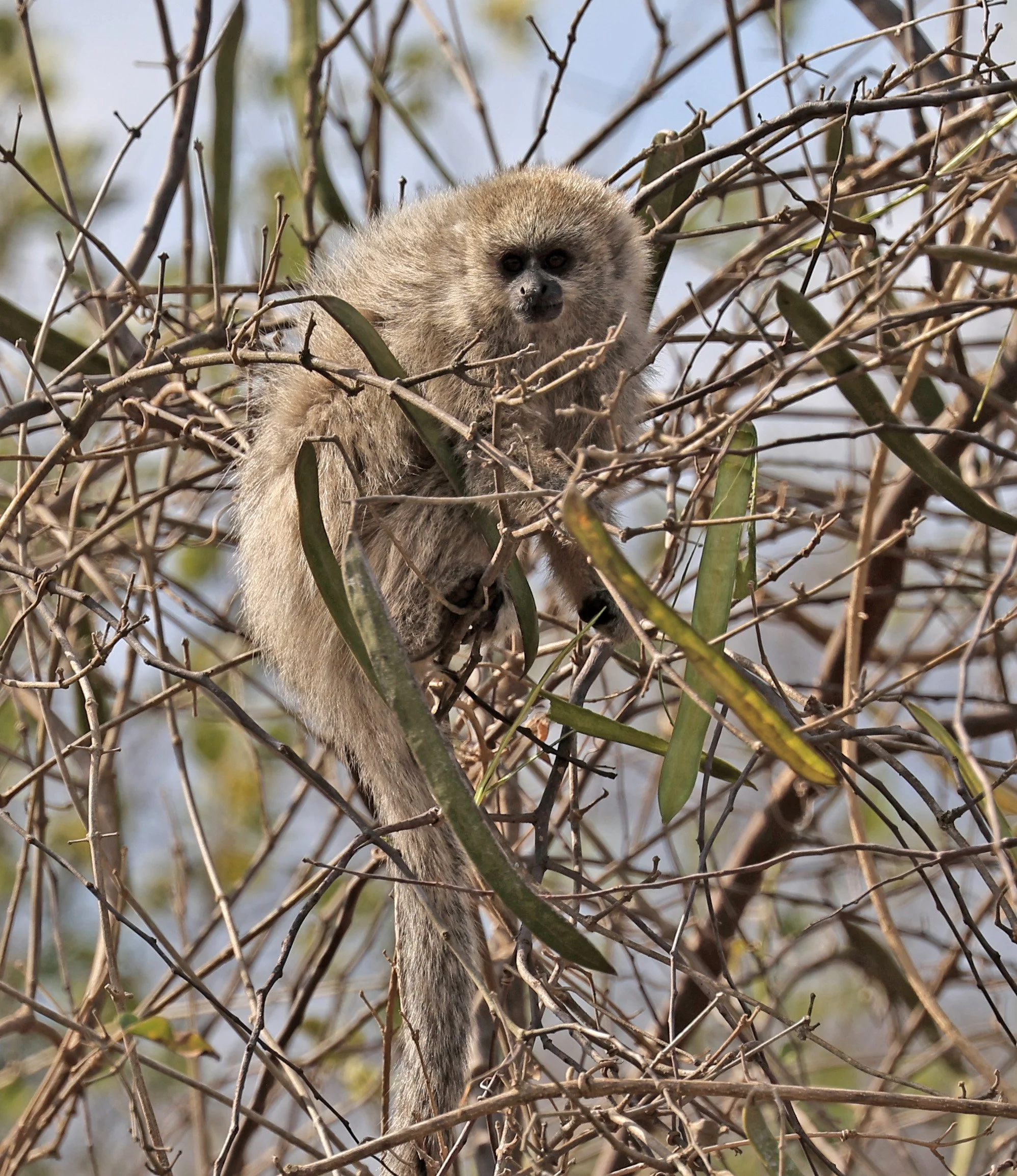 Chacoan Titi (Plecturocebus pallescens) Agua Dulce Paraguay (3).jpg