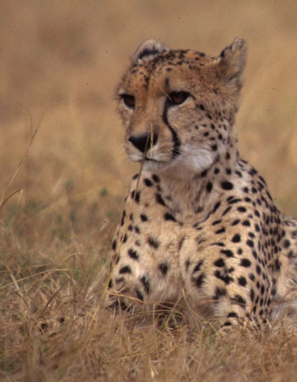 FELID - CHEETAH - KRUGER (14).jpg