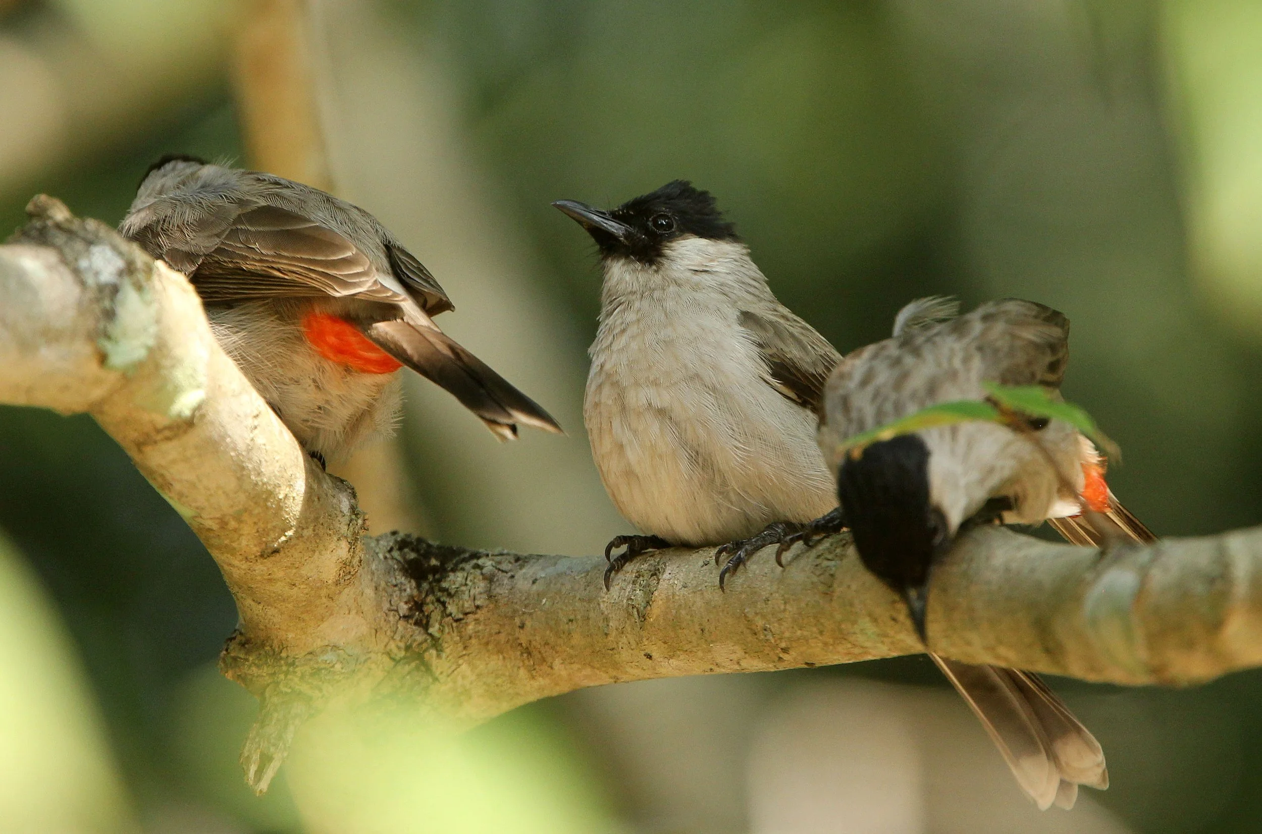 BULBUL - SOOTY-HEADED BULBUL - Pycnonotus aurigaster - HUAI KHA KHAENG NWS THAILAND (32).JPG