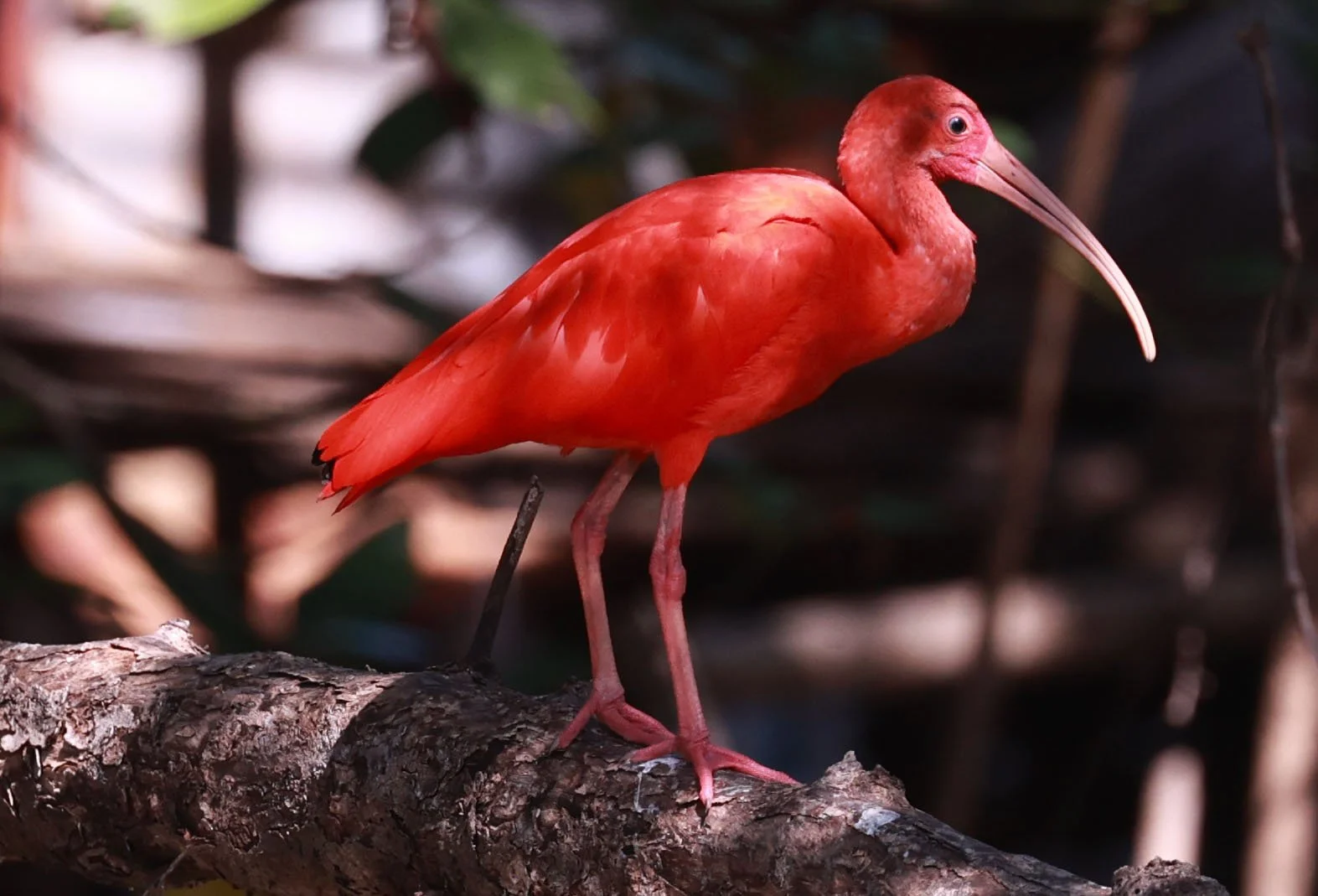 Ibis - Scarlet Ibis - Eudocimus ruber - 29 Songkaow Cafe, Chachoengsao Thailand (68).jpg