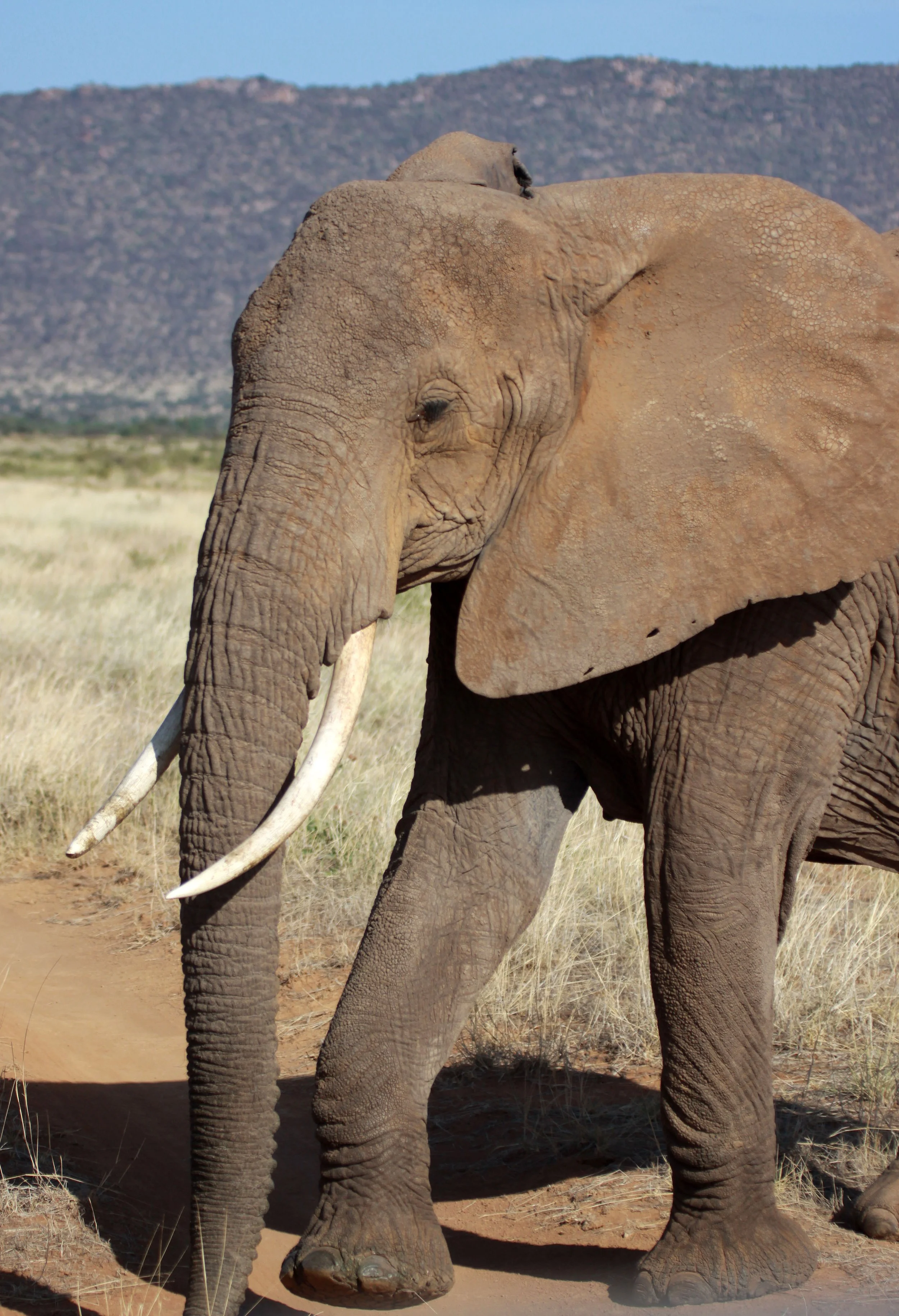 ELEPHANT - SAMBURU NATIONAL RESERVE KENYA (3).JPG