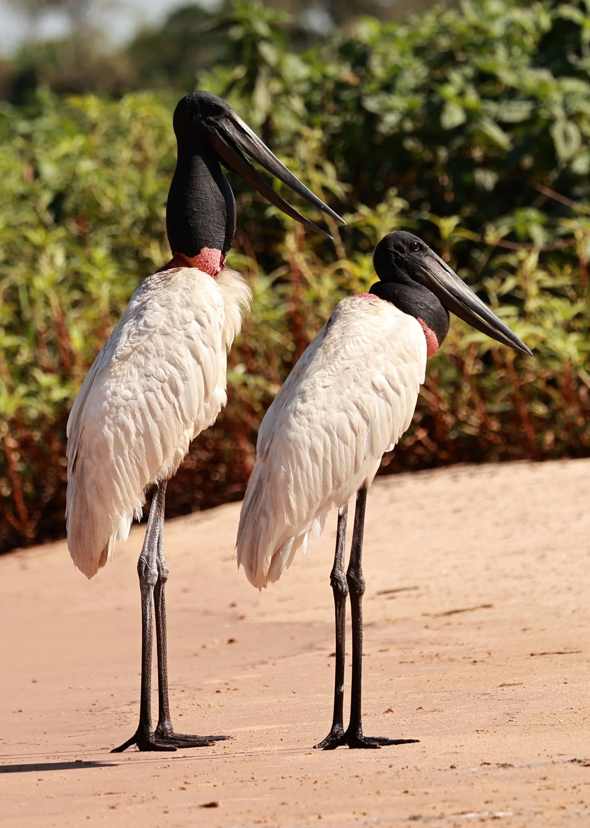Stork - Jabiru mycteria - Pantanal, Encontro das Águas State Park, Porto Jofre, Cuiaba River, Brazil (80).jpg