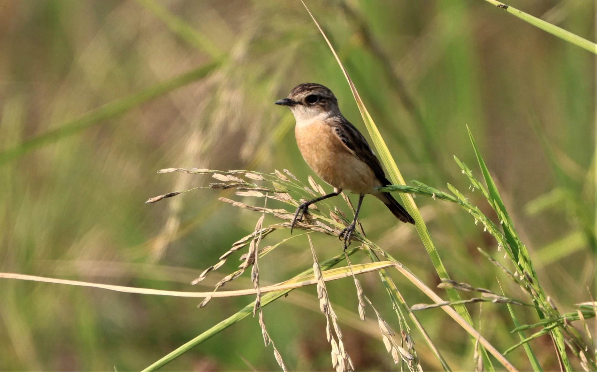 STONECHAT - SIBERIAN STONECHAT - Saxicola maurus - LAT KRABANG WETLANDS NEAR BKK (16).jpg