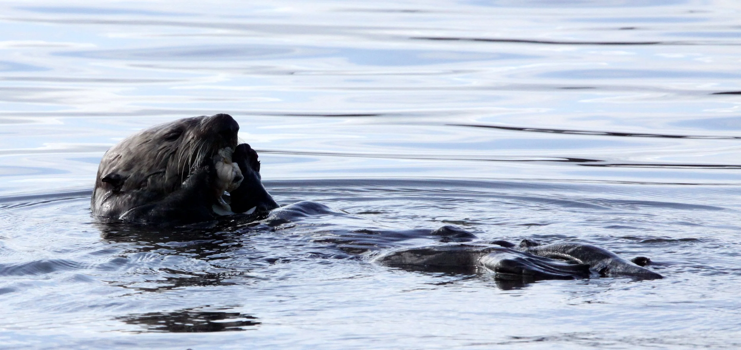 Enhydra lutris nereis - CALIFORNIA (SOUTHERN) SEA OTTER - ELKHORN SLOUGH  WILDLIFE REFUGE CALIFORNIA (69).JPG