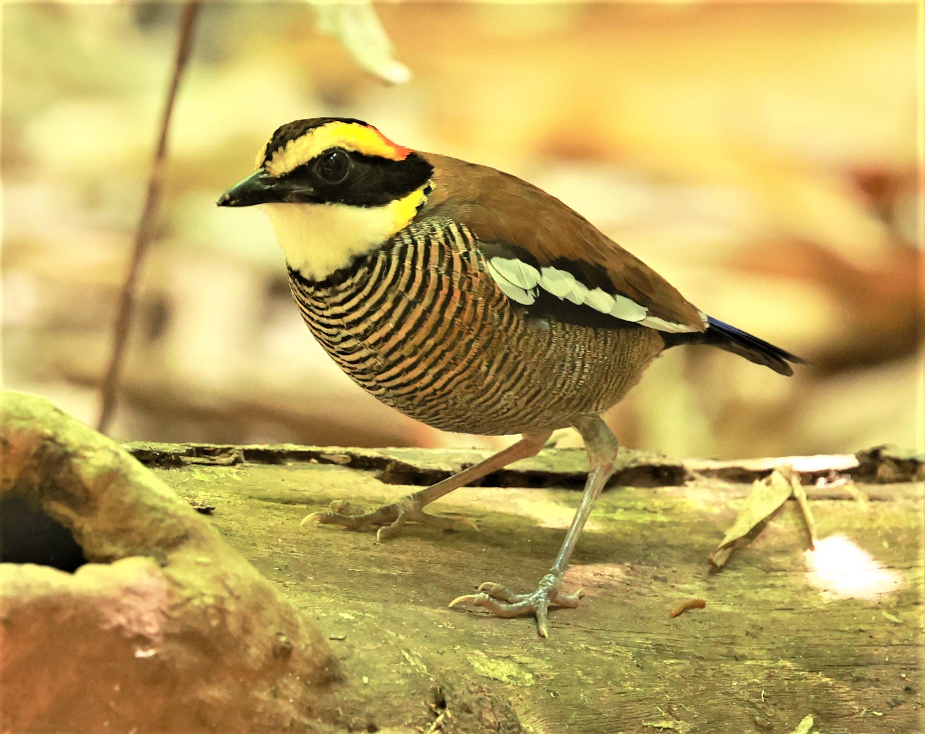 PITTA - Malayan banded pitta - Hydrornis irena - Si Phang Nga National Park, Thailand Feb 18-19, 2023 (66).jpg