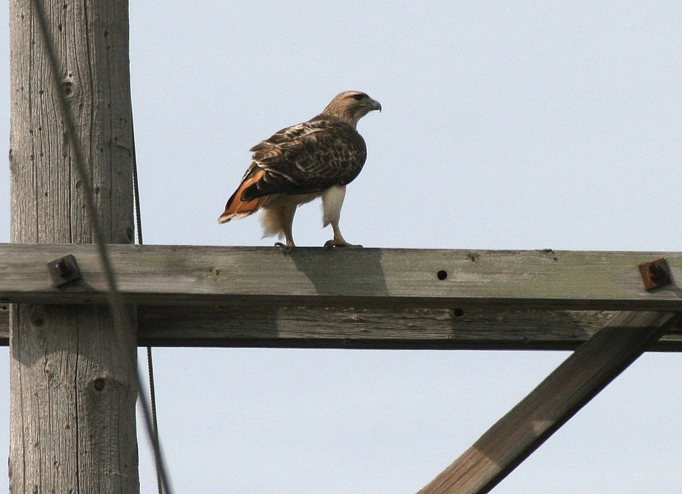 Buteo jamaicensis - RED-TAILED HAWK - WHEATON ILLINOIS (7).JPG