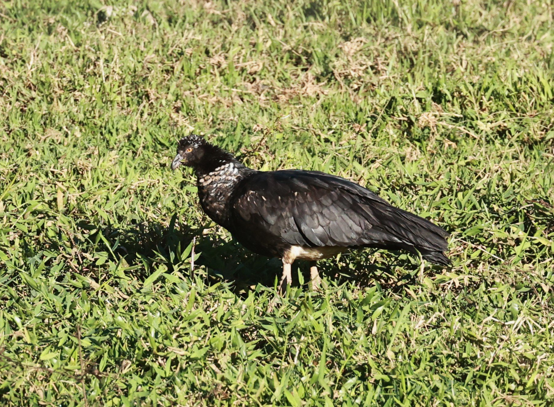Screamer - Horned Screamer - Anhima cornuta - Alfonso Claudio, Espirito Santo, Brazil (4).JPG