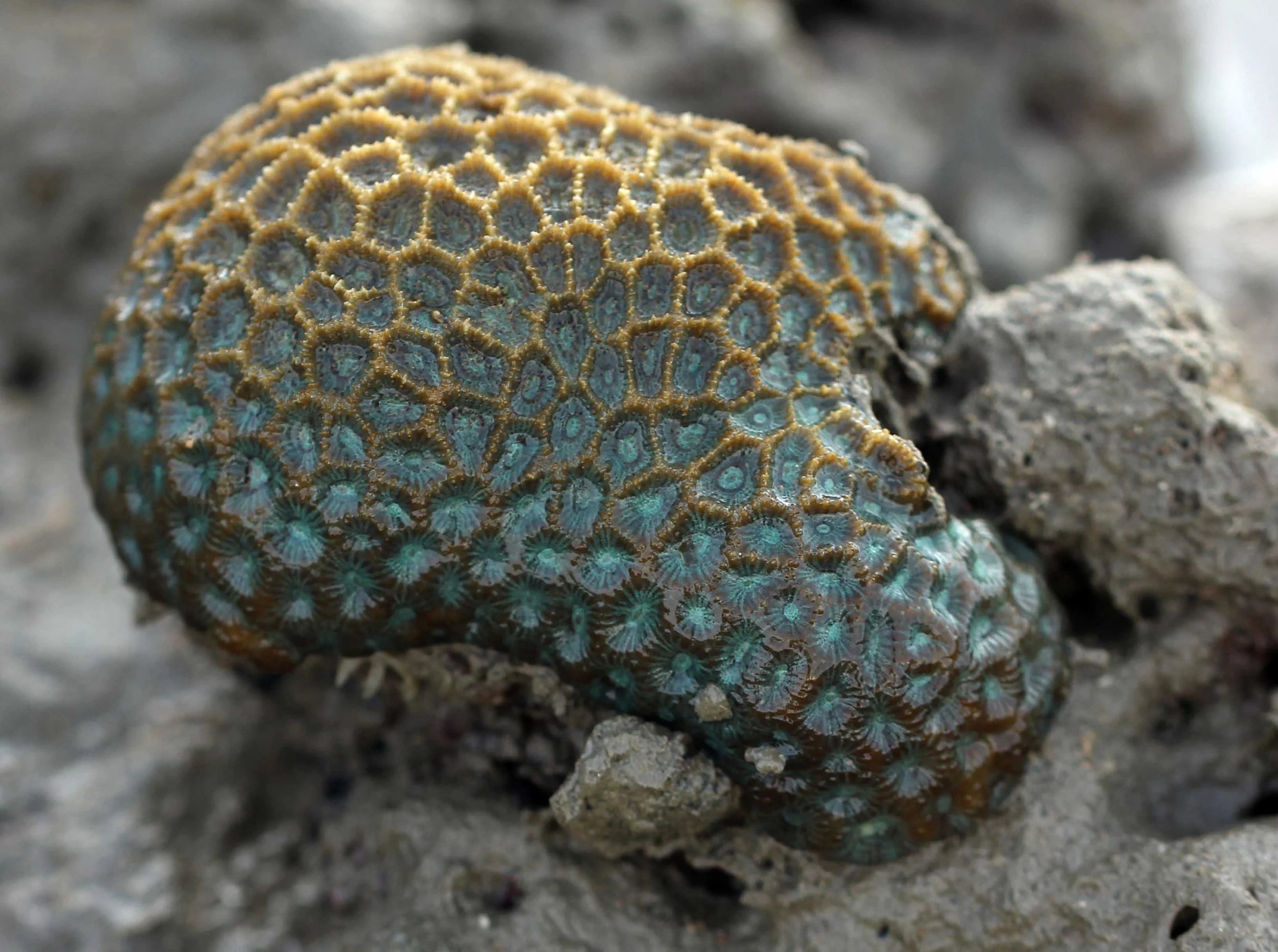 2015 Koh Lanta Songkran with friends from ISB (596).JPG