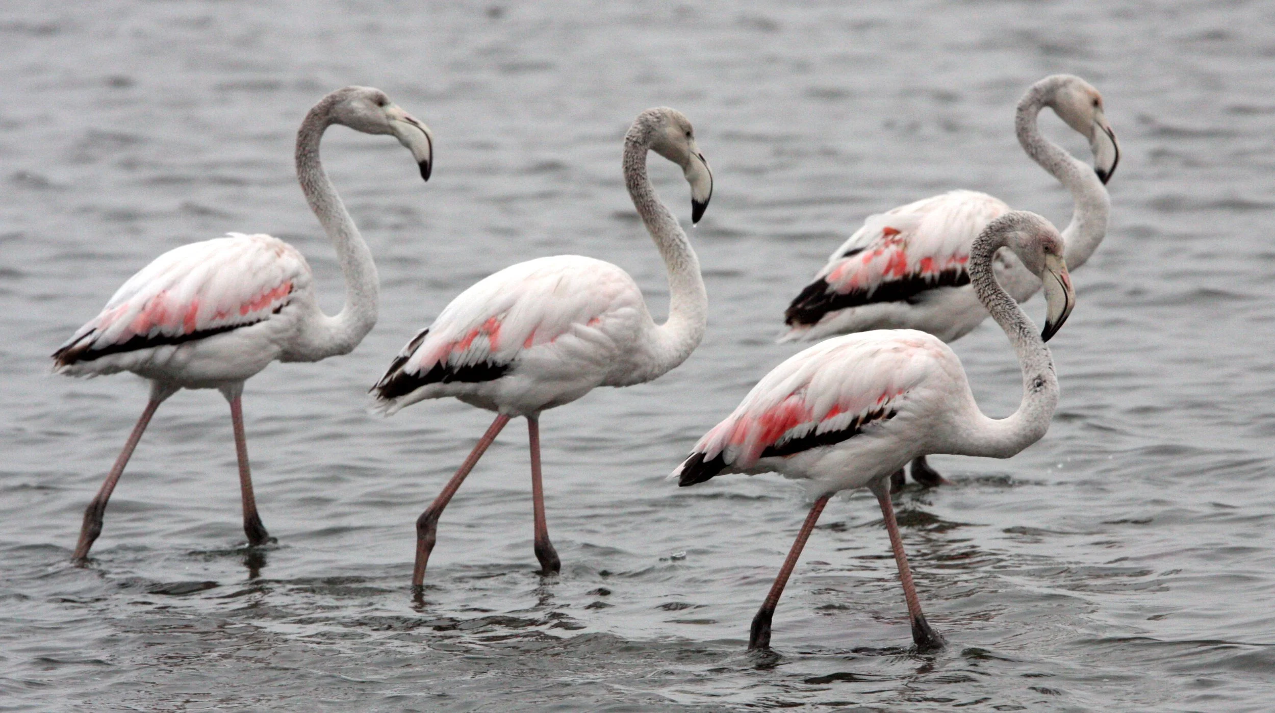 Phoenicopterus roseus - Greater Flamingo - Walvis Bay Namibia (23).JPG
