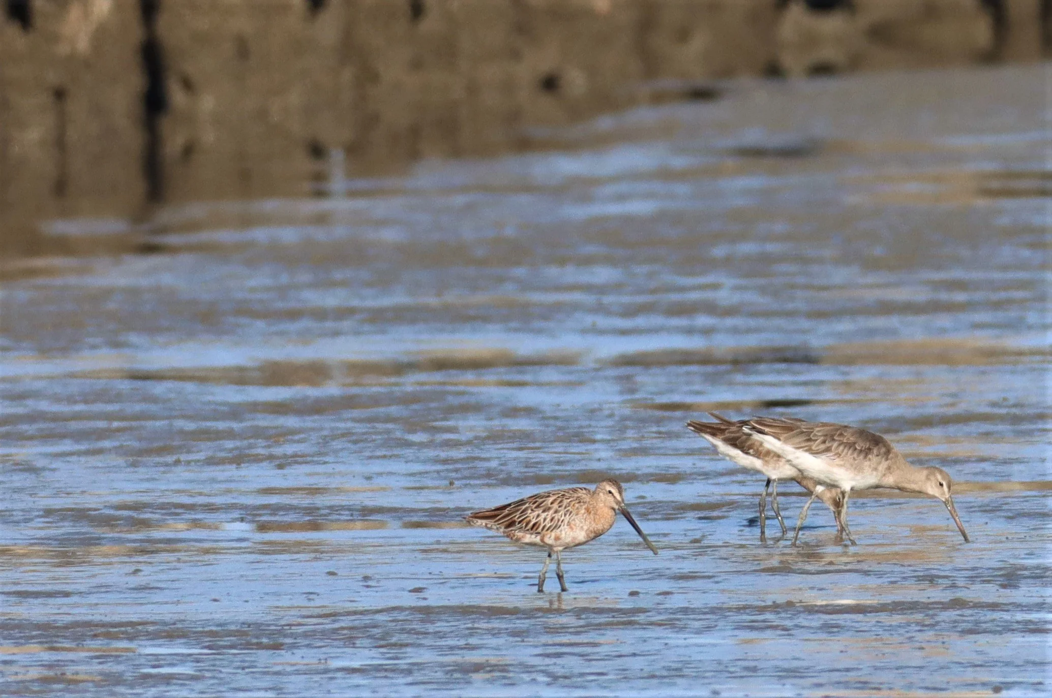 DOWITCHER - ASIAN DOWITCHER - Limnodromus semipalmatus - Mangrove Forest Research Center Samut Sakhon (7).jpg