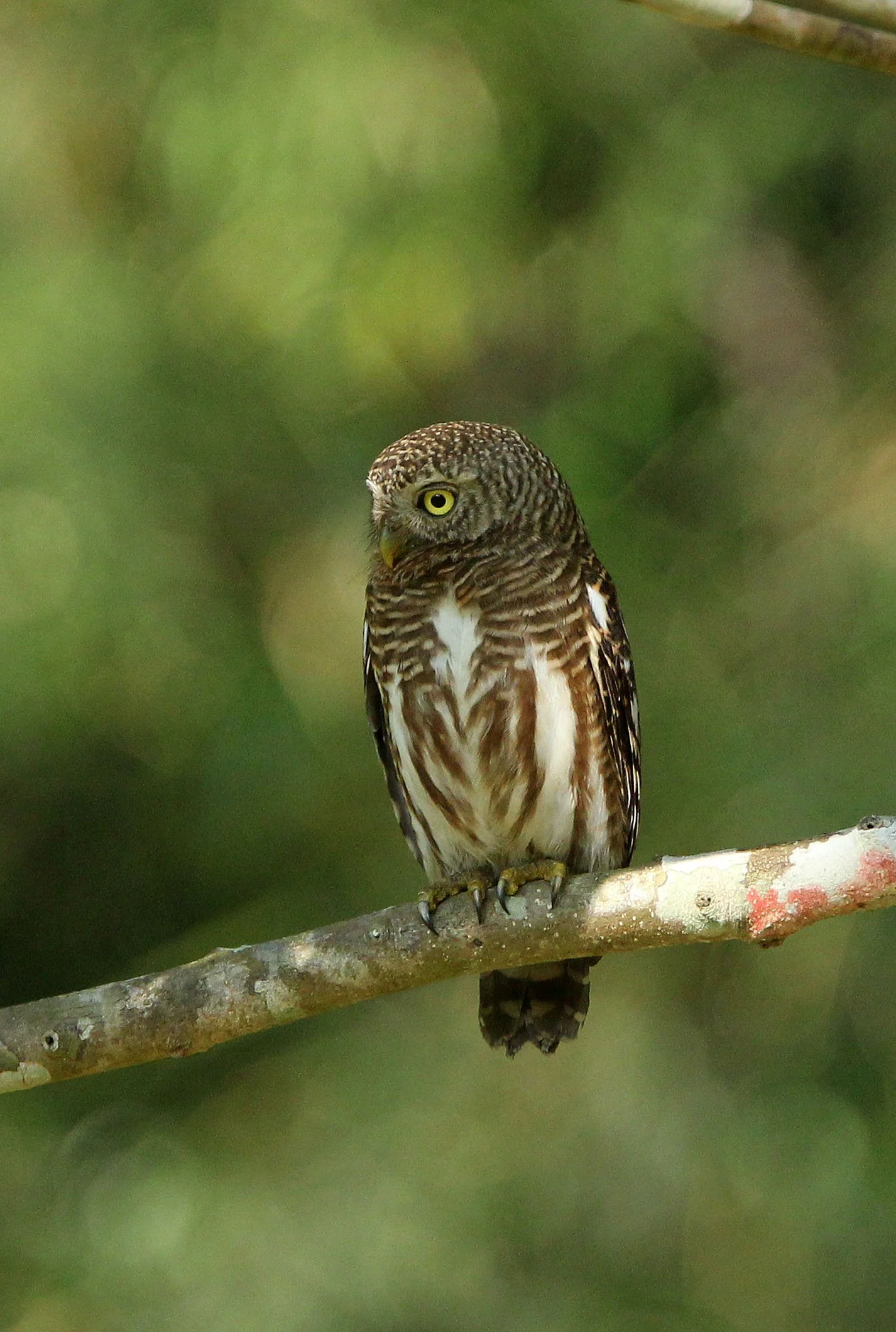 Glaucidium cuculoides - ASIAN BARRED OWLET - HUAI KHA KHAENG NATURE RESERVE THAILAND (65).JPG