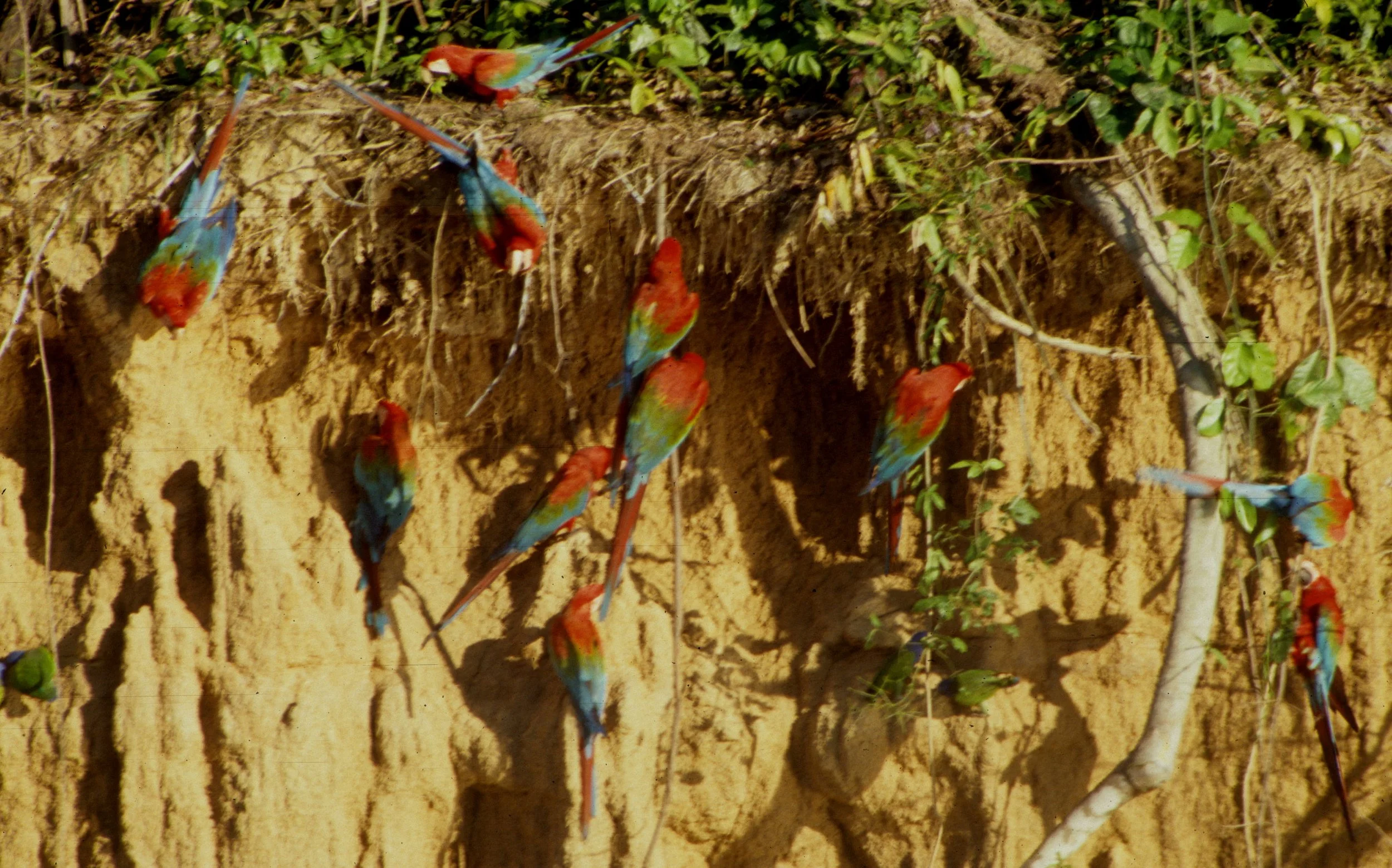 BIRD - MACAW - BLUE GREEN RED - MANU - MINERAL LICK C.jpg