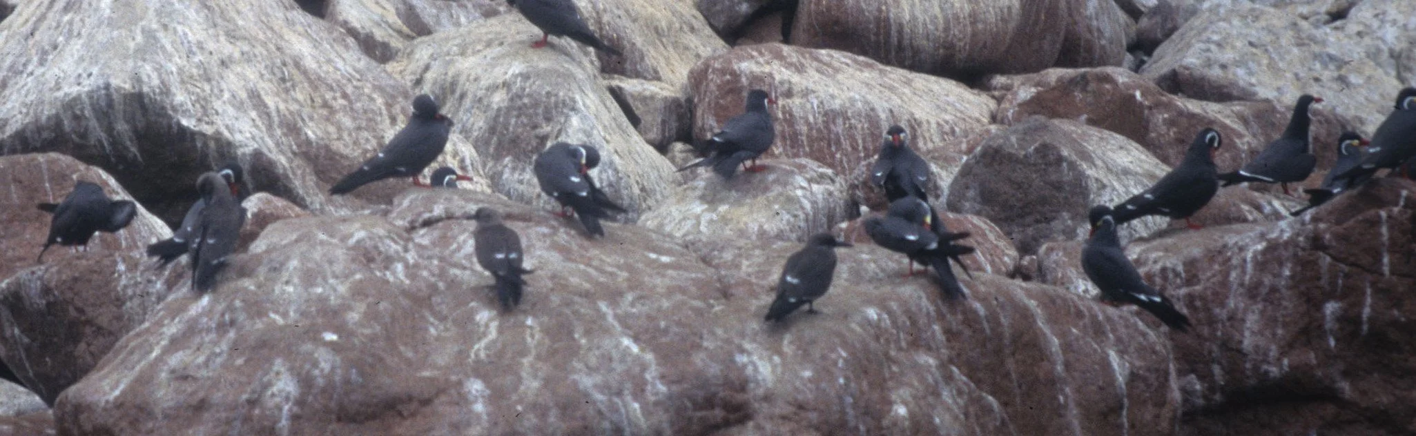 BIRD - TERN - INCA - PARACAS B1.jpg