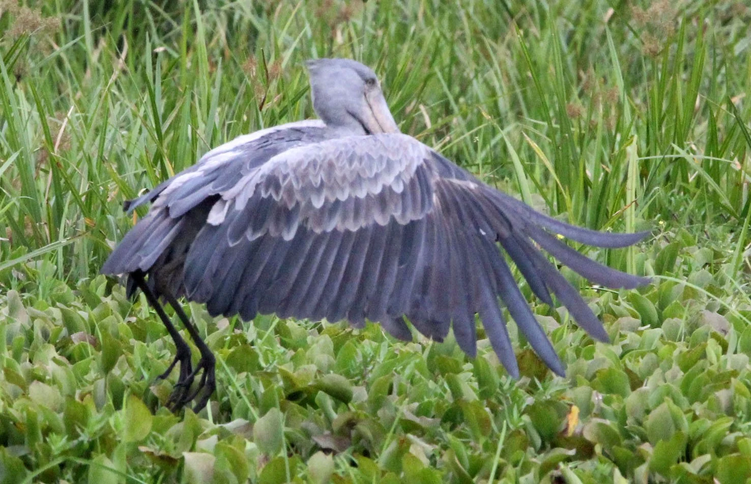 BIRD - STORK - SHOEBILL STORK - MURCHISON FALLS NATIONAL PARK UGANDA (64).JPG
