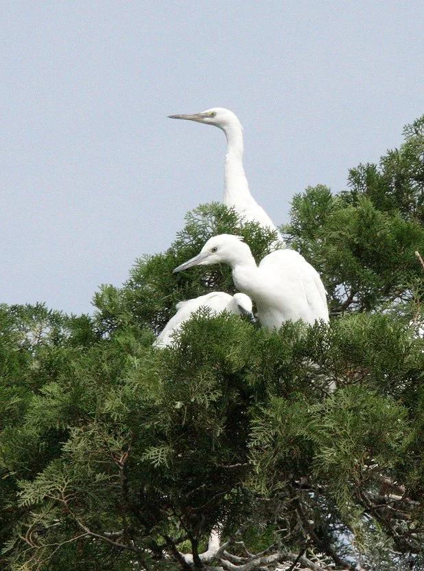 BIRD - EGRET - CATTLE EGRET - LINDEN CENTER - XIZHOU VILLAGE YUNNAN CHINA (36).JPG