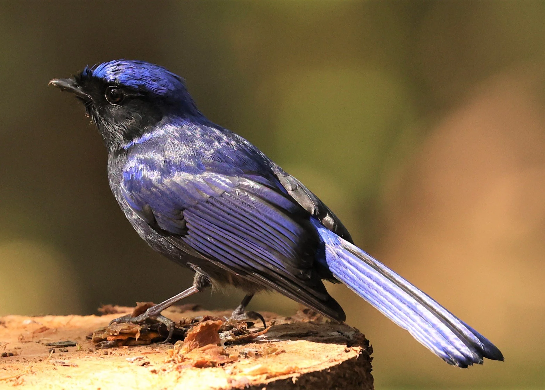 NILTAVA - SMALL NILTAVA - Niltava macgrigoriae - DOI ANG KHANG CHIANG MAI (40).jpg