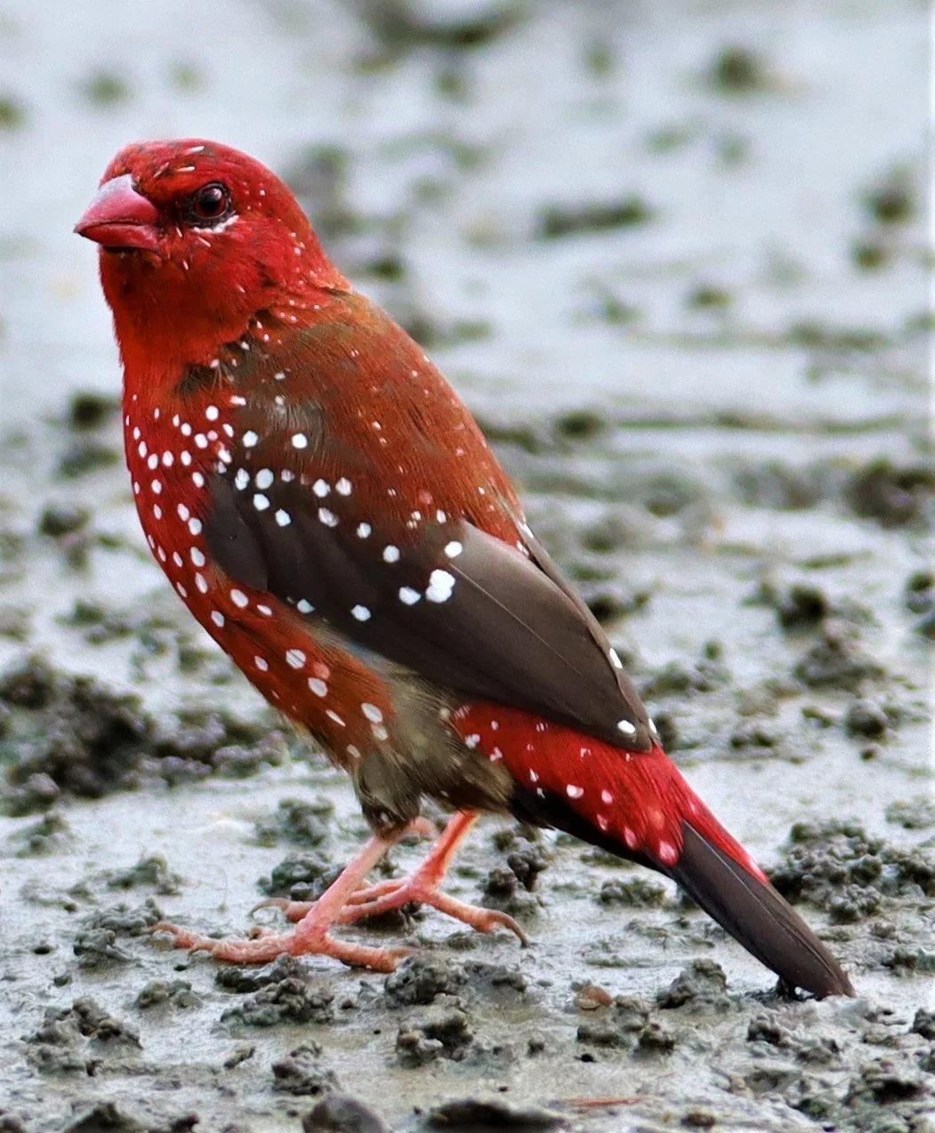 RED AVADAVAT - Amandava amandava - LAT KRABANG THAP YAO RICEFIELDS August 25, 2021 (105).jpg