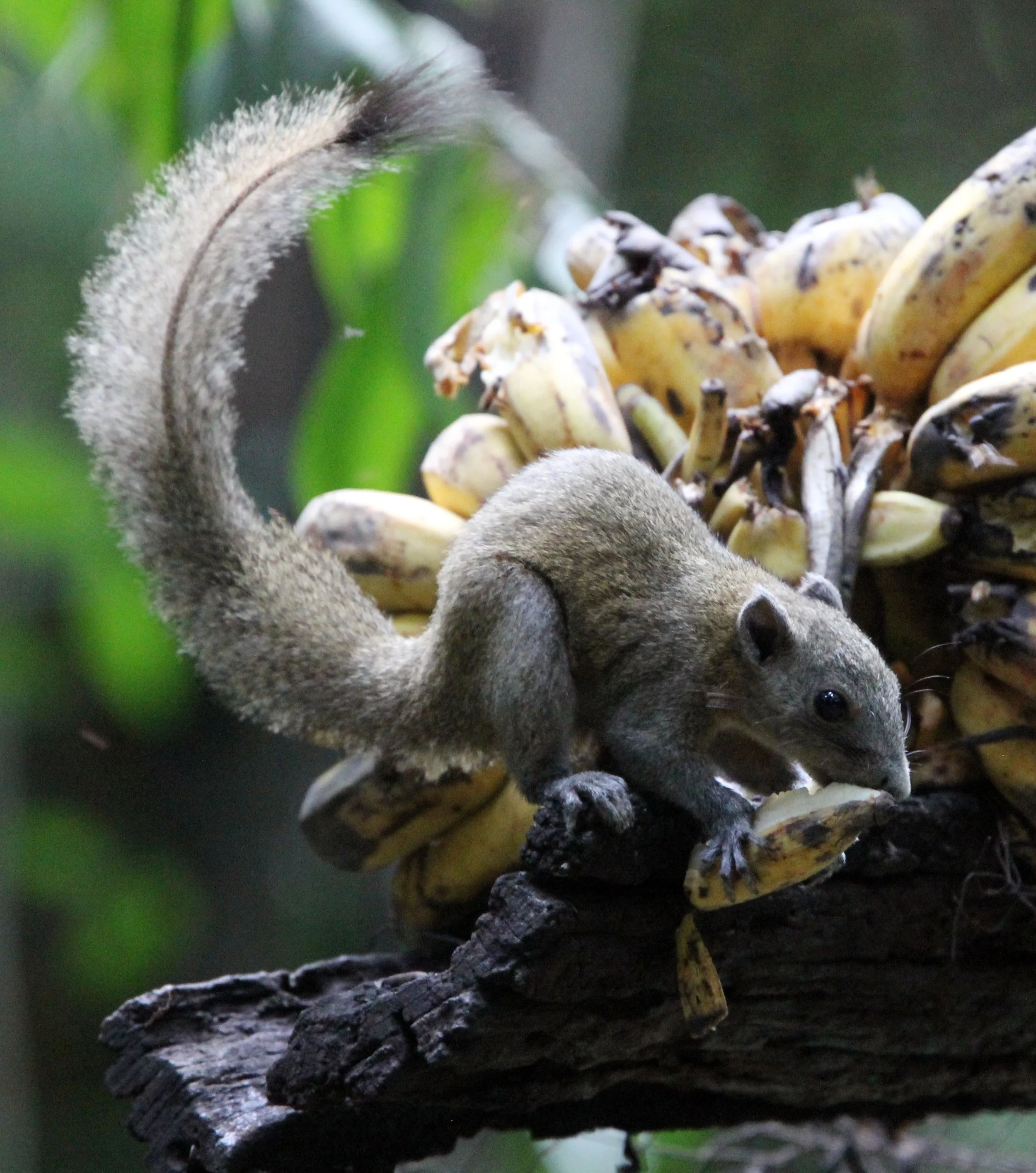 Callosciurus caniceps caniceps - MAINLAND GREY-BELLIED SQUIRREL -  KAENG KRACHAN NP THAILAND (53).JPG