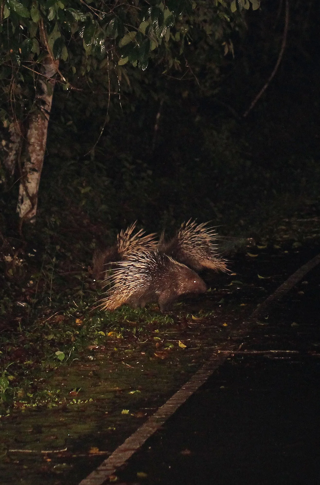 Hystrix brachyura - MALAYAN PORCUPINE - KHAO YAI NP THAILAND (71).JPG