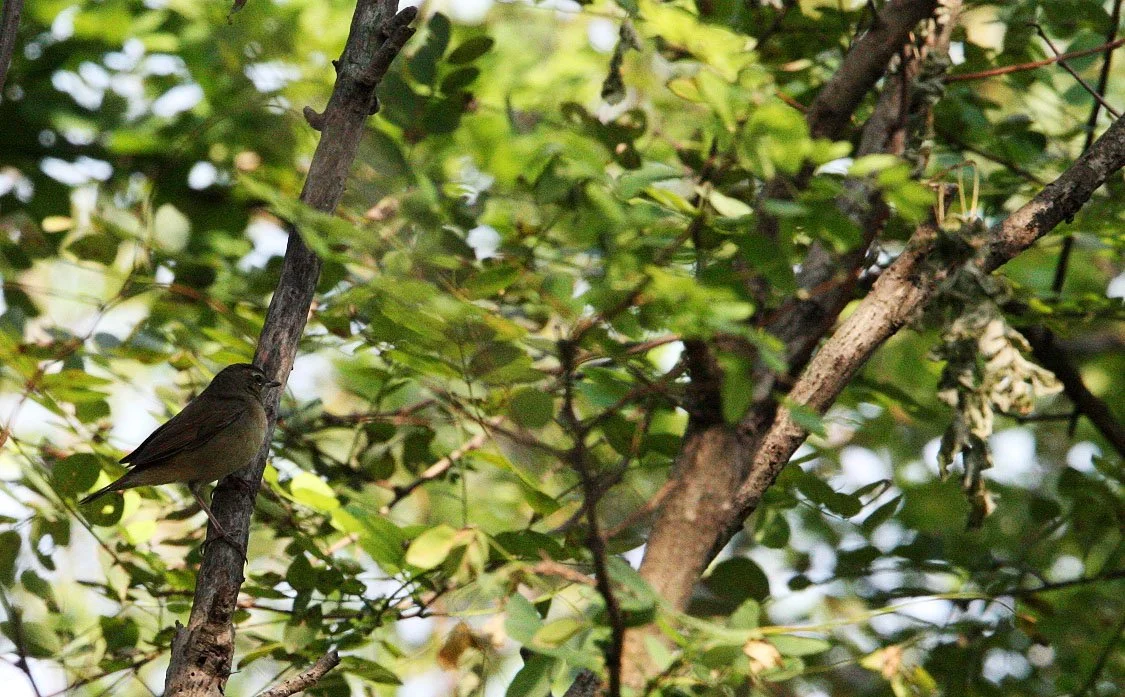 Eyebrowed thrush (Turdus obscurus) Nankou Rudong China (2).JPG