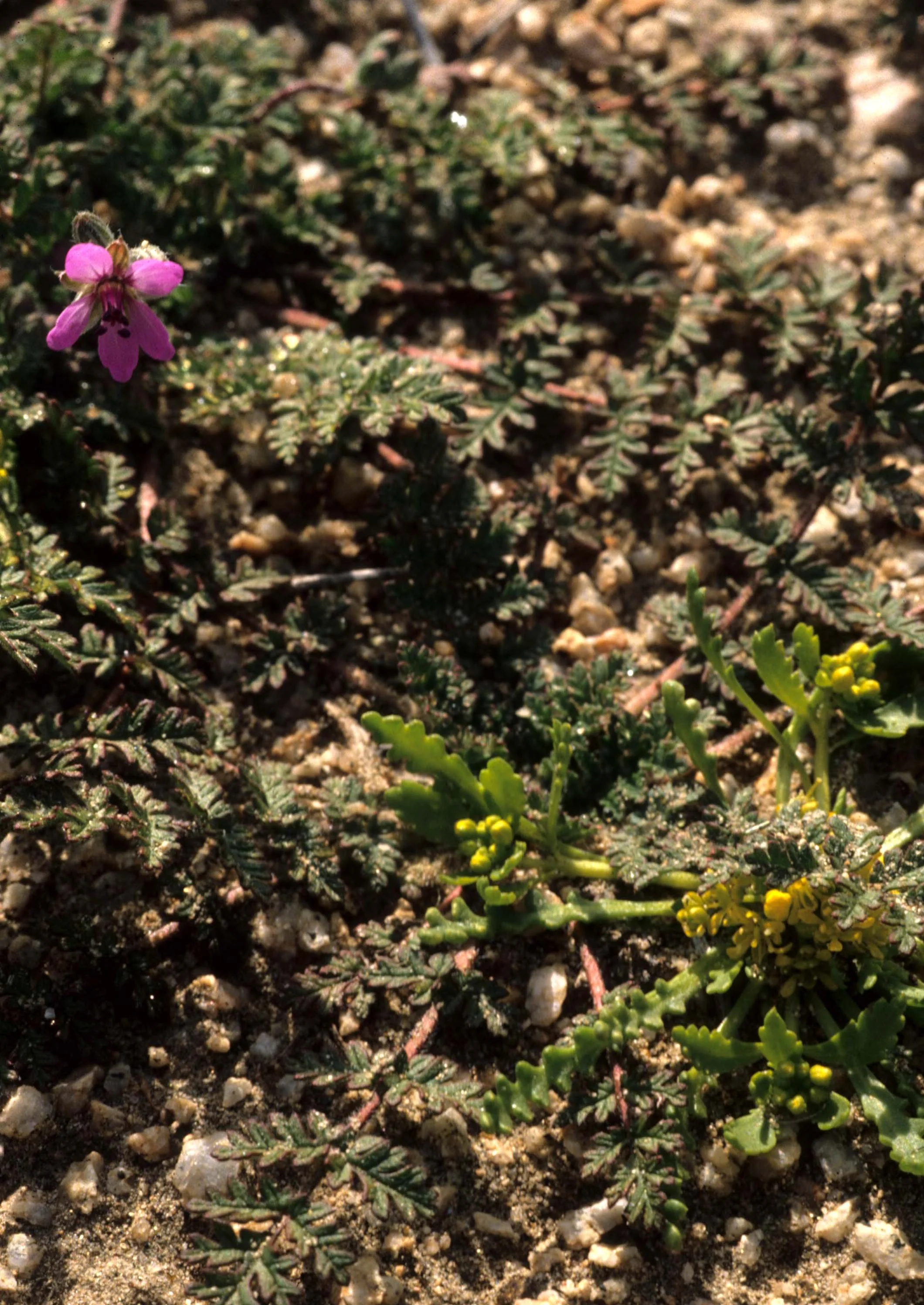 ANZA BORREGO - PLANT SPECIES E.jpg