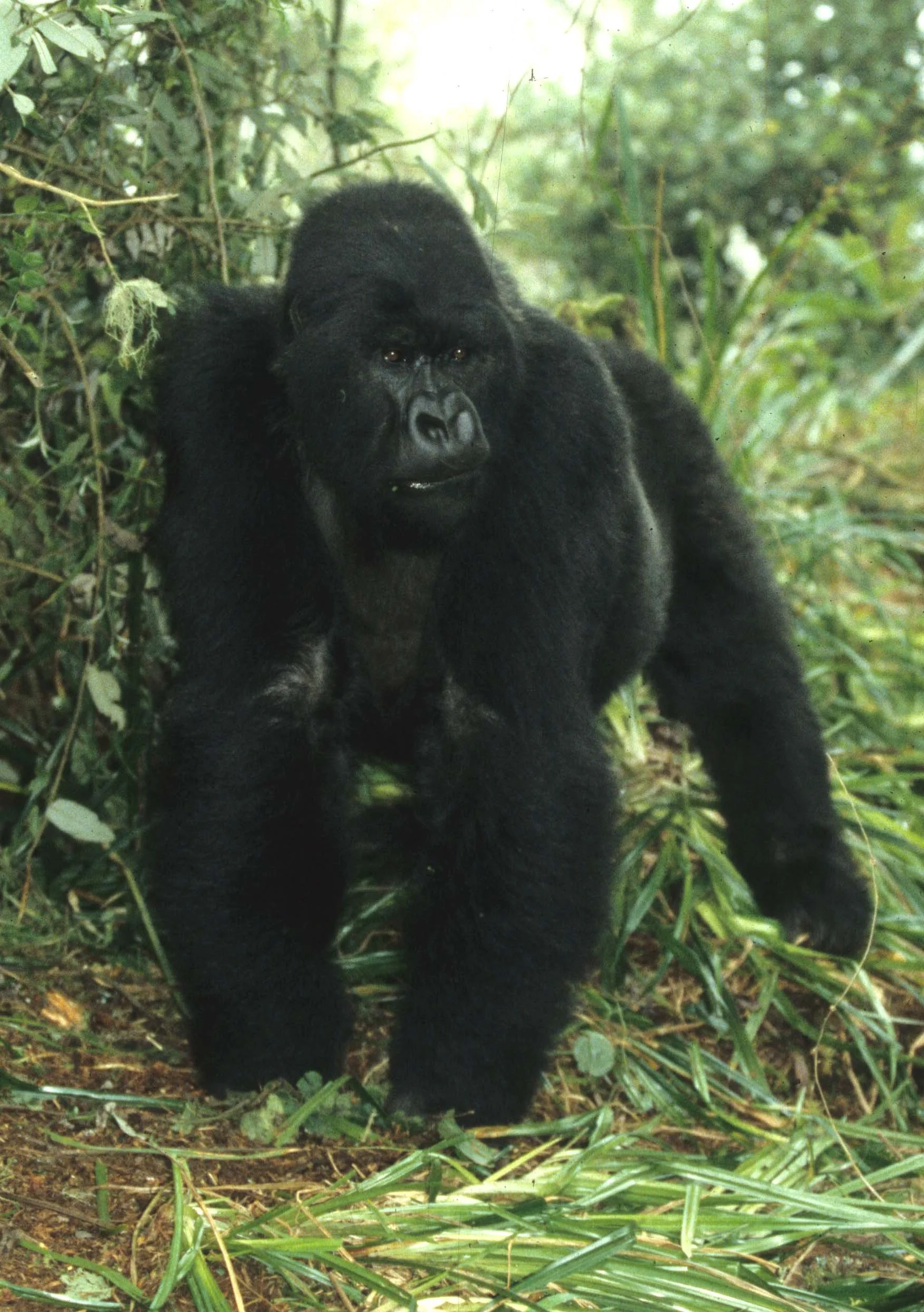 PRIMATE - GORILLA-RWANDA PARC DU VULCANS (49).jpg