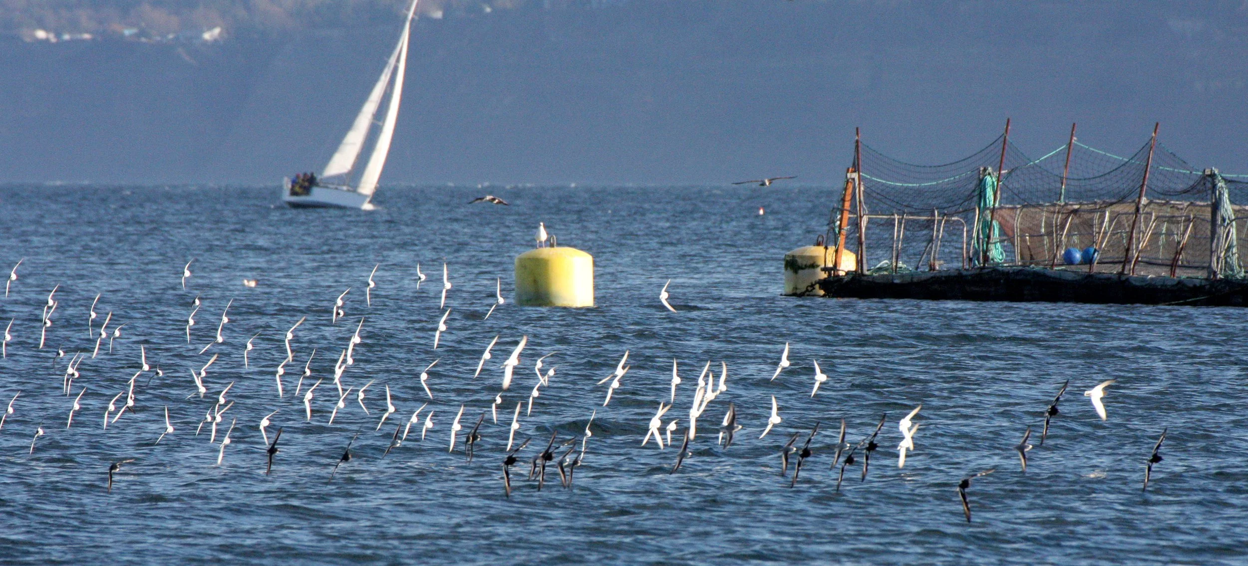 BIRD - TURNSTONE - BLACK TURNSTONE - PA HARBOR (52).JPG