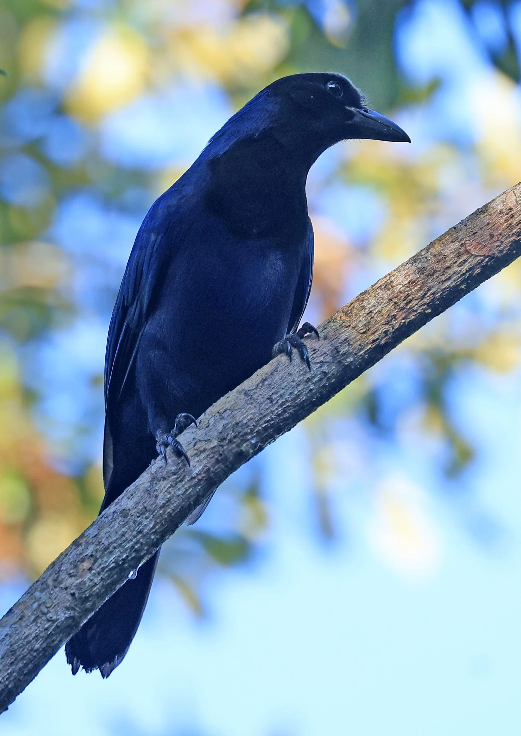 Azure Jay (Cyanocorax caeruleus) Superagui National Park, Brazil (22).jpg