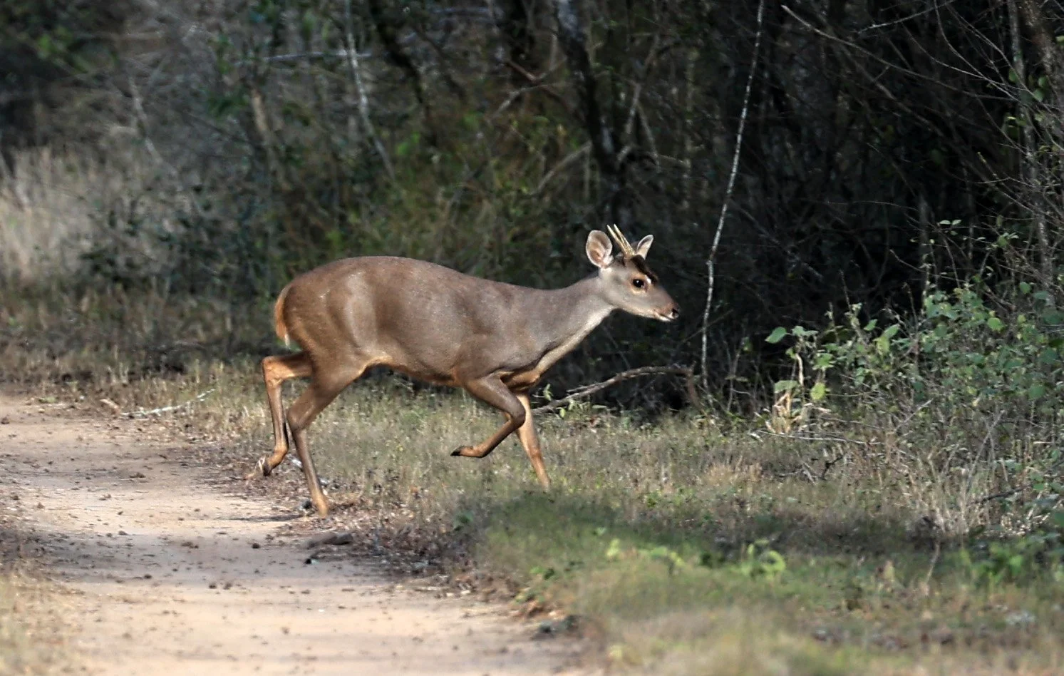 Southern Brown Brocket (Subulo gouazoubira) Selva Serena Natural Reserve (13).jpg