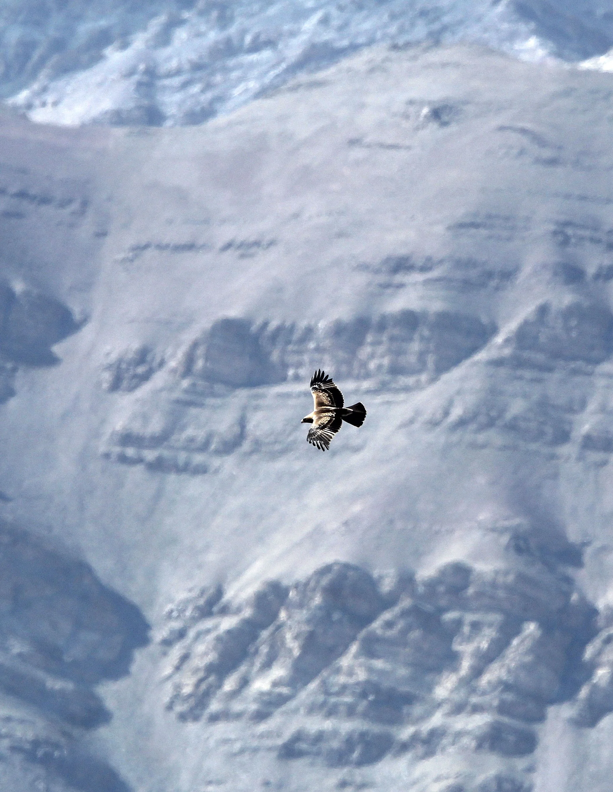Hieraaetus pennatus - BOOTED EAGLE - HEMIS NATIONAL PARK - LADAKH INDIA - JAMMU & KASHMIR NEAR ULLEY VALLEY (26).JPG