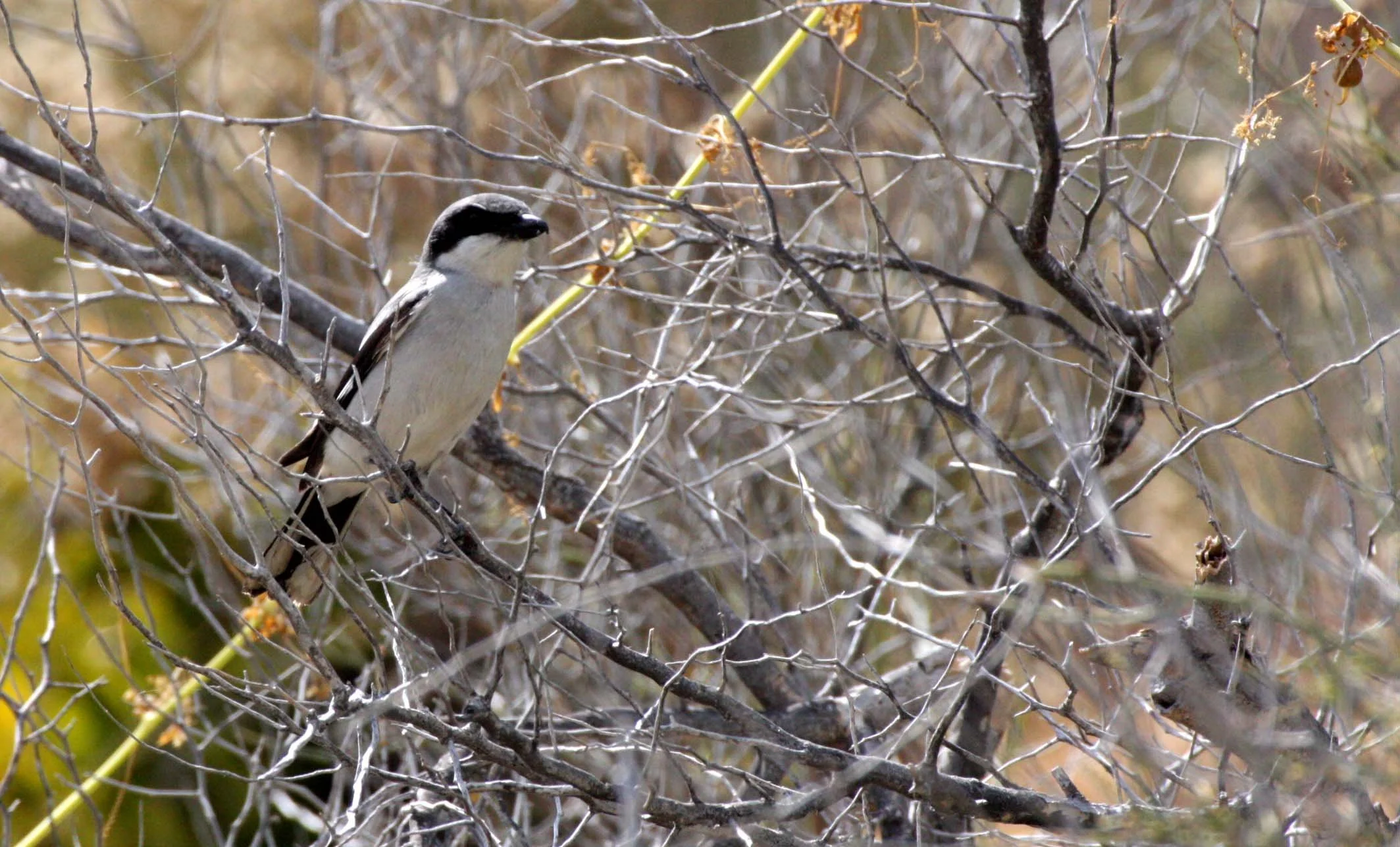 Loggerhead Shrike (Lanius ludovicianus) Isla Catalina Baja Mexico (17).JPG