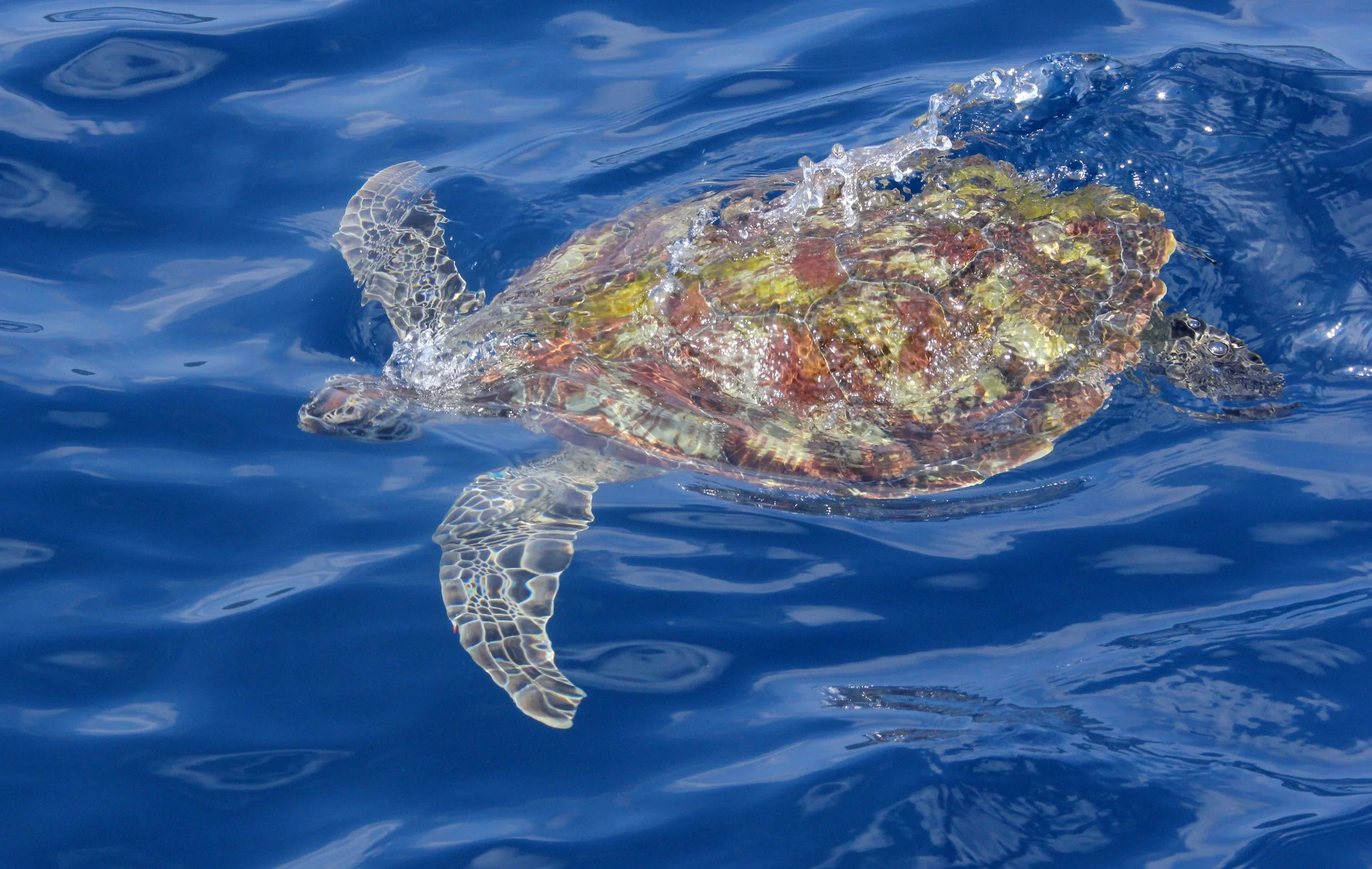 Eretmochelys imbricata - Hawksbill Turtle - SIMILANS 2014 (33).JPG
