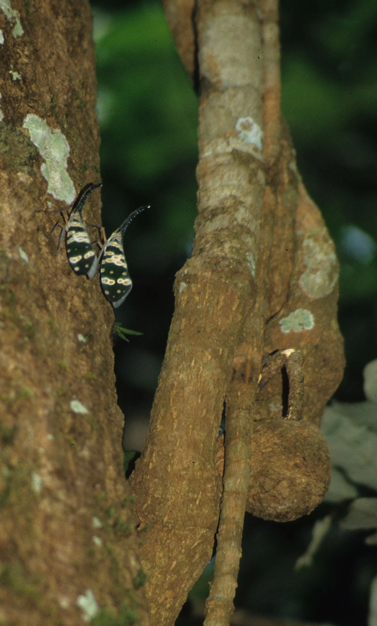 INVERT - HOMOPTERA IN NAM CAT TIEN NP.jpg
