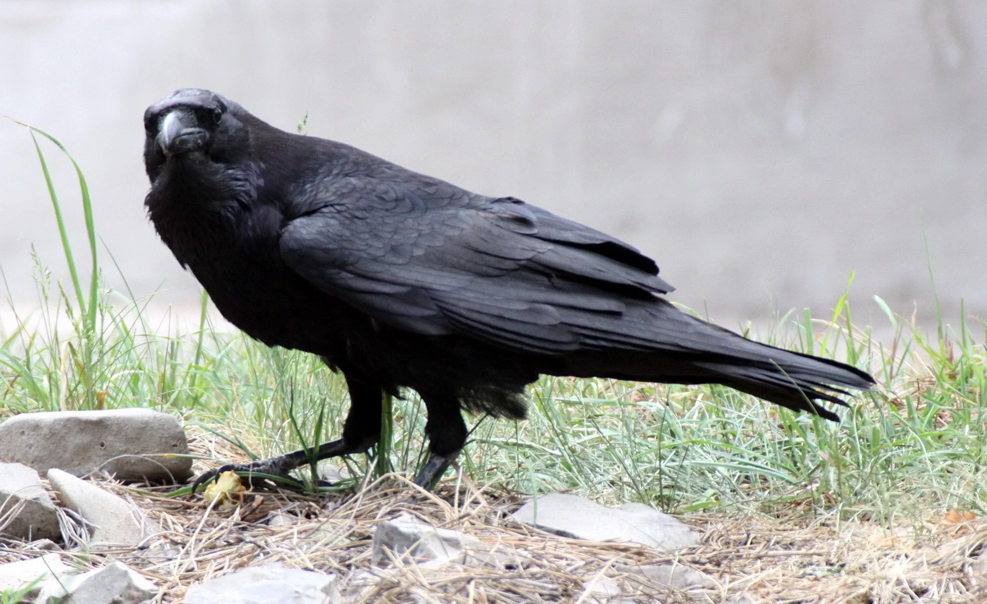 BIRD - RAVEN - CHIHUAHUAN RAVEN - SACRAMENTO MOUNTAINS NEW MEXICO (2).JPG