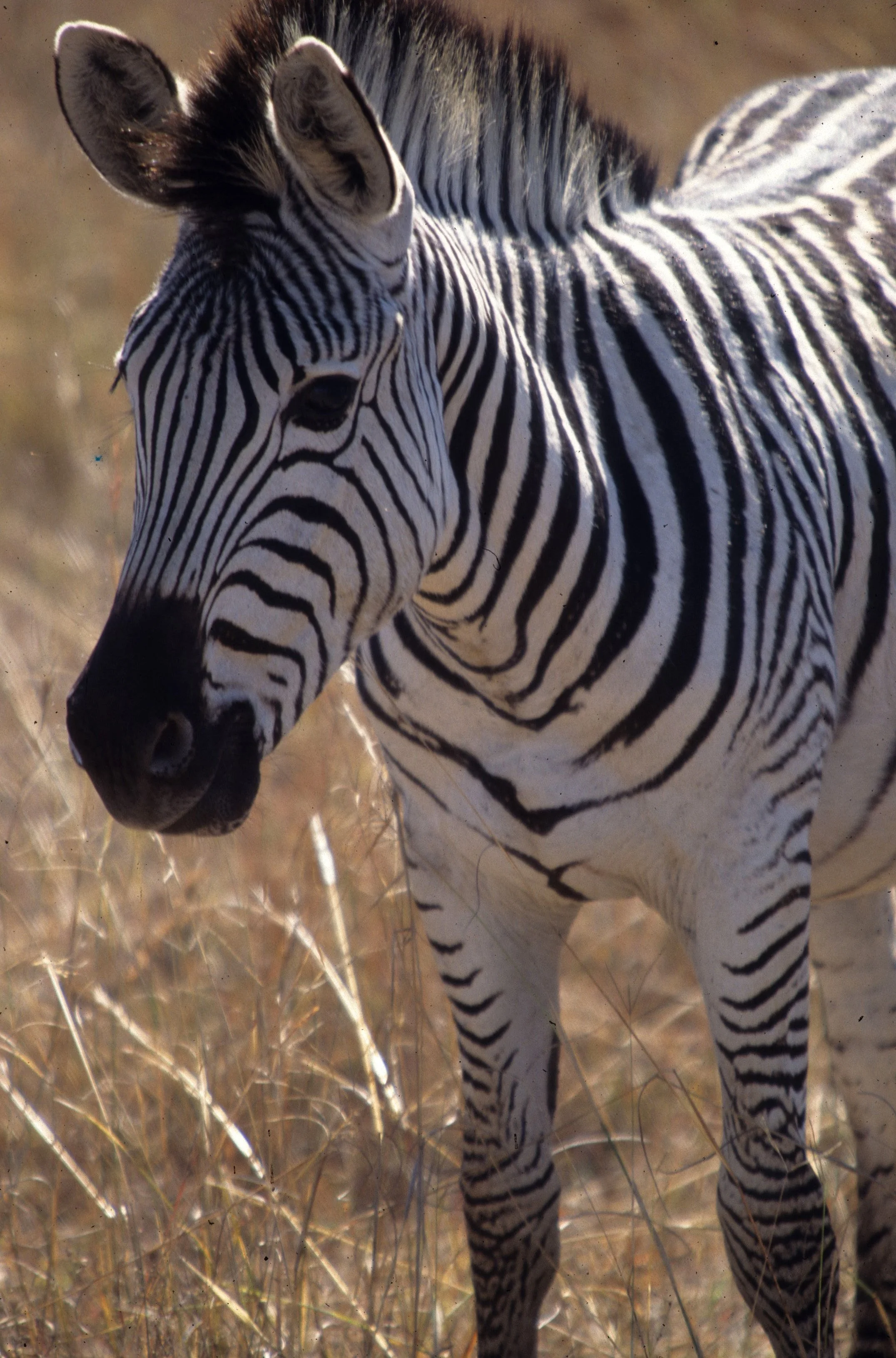 EQUIN - ZEBRA - COMMON - SERENGETI (31).jpg