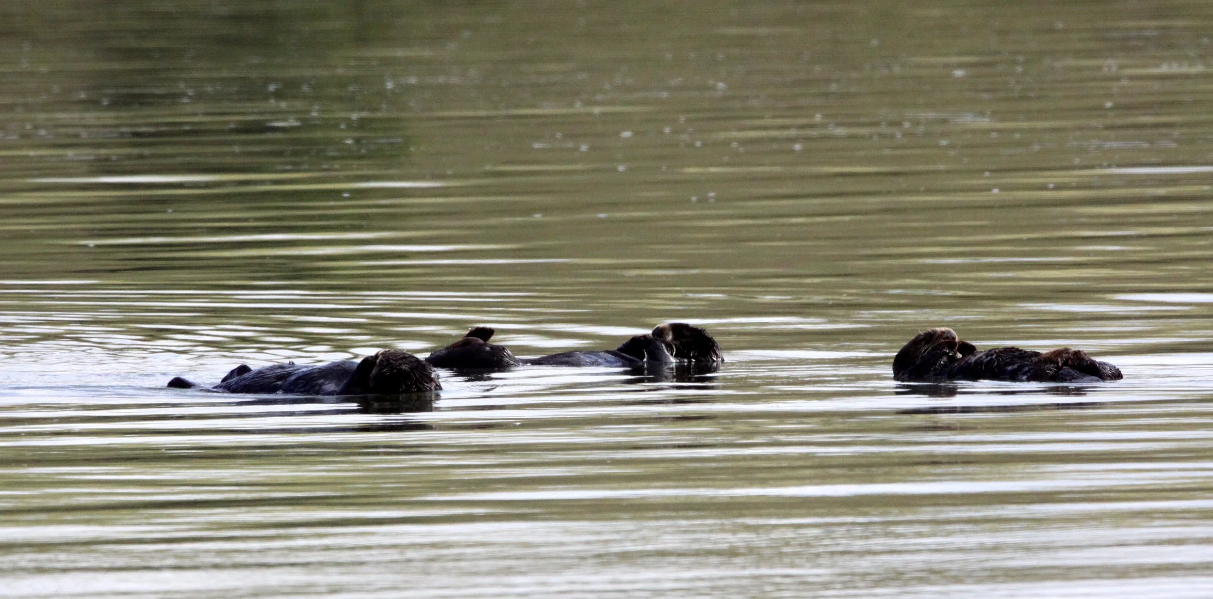 Enhydra lutris nereis - CALIFORNIA SEA OTTER - ELKHORN SLOUGH  WILDLIFE REFUGE CALIFORNIA (21).JPG