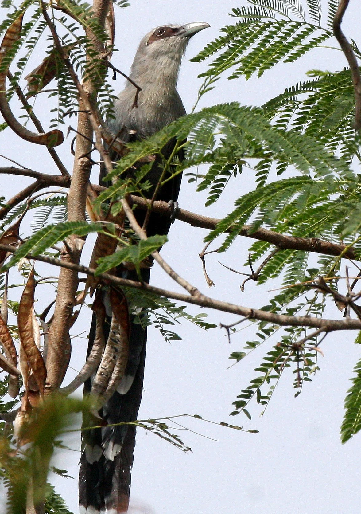 Green-billed Malkoha (Phaenicophaeus tristis) Kaeng Krachan NP Thailand (21).JPG